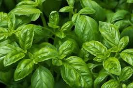 Basil - Starter Plant