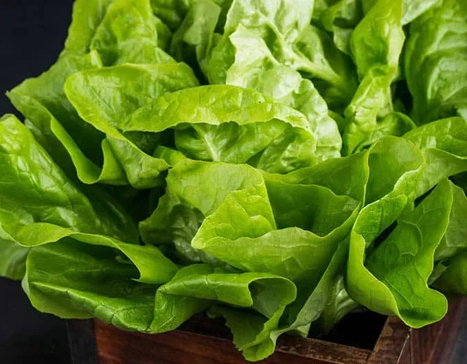 HEAD-LETTUCE-FB-2.webp