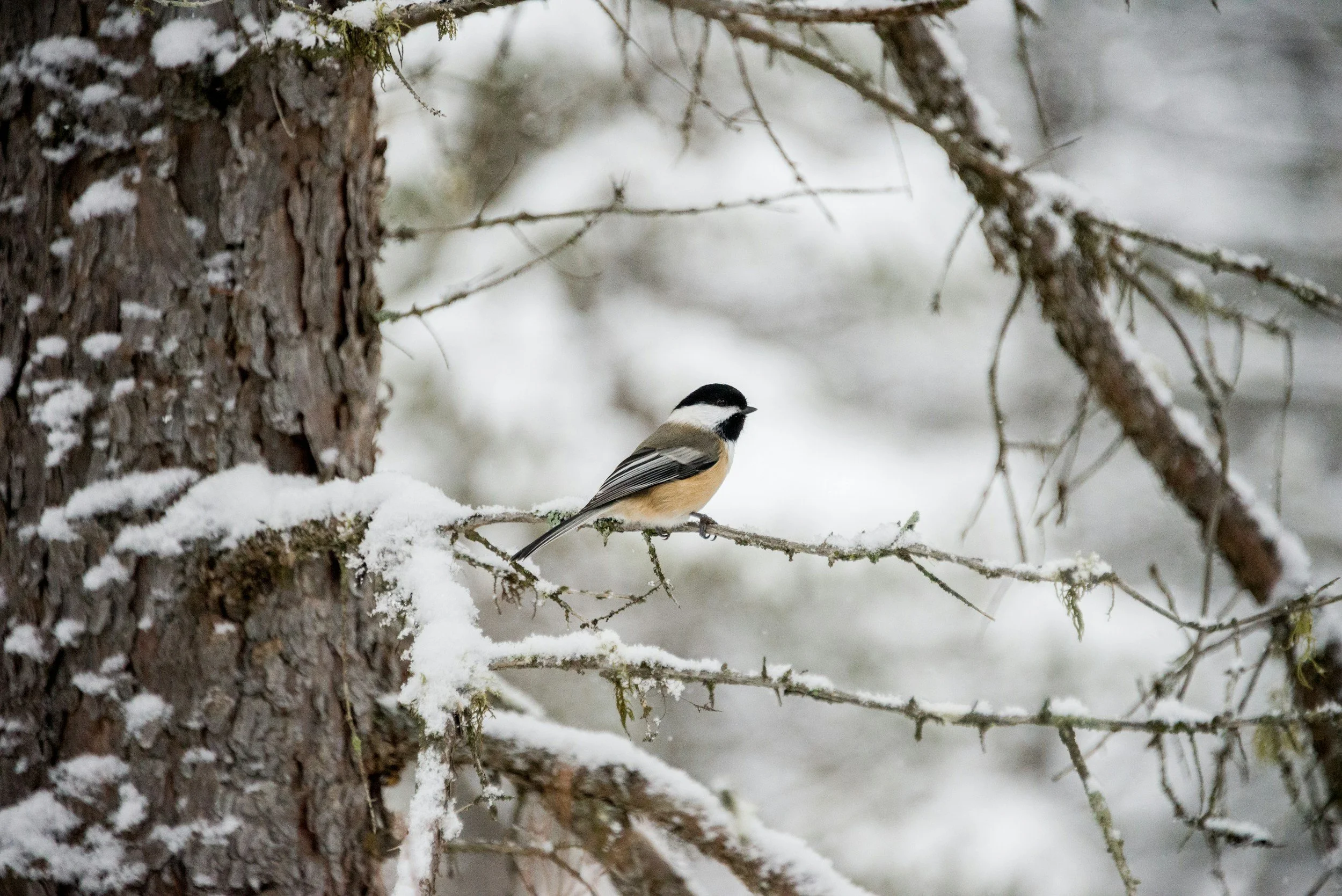 Winter Wildlife