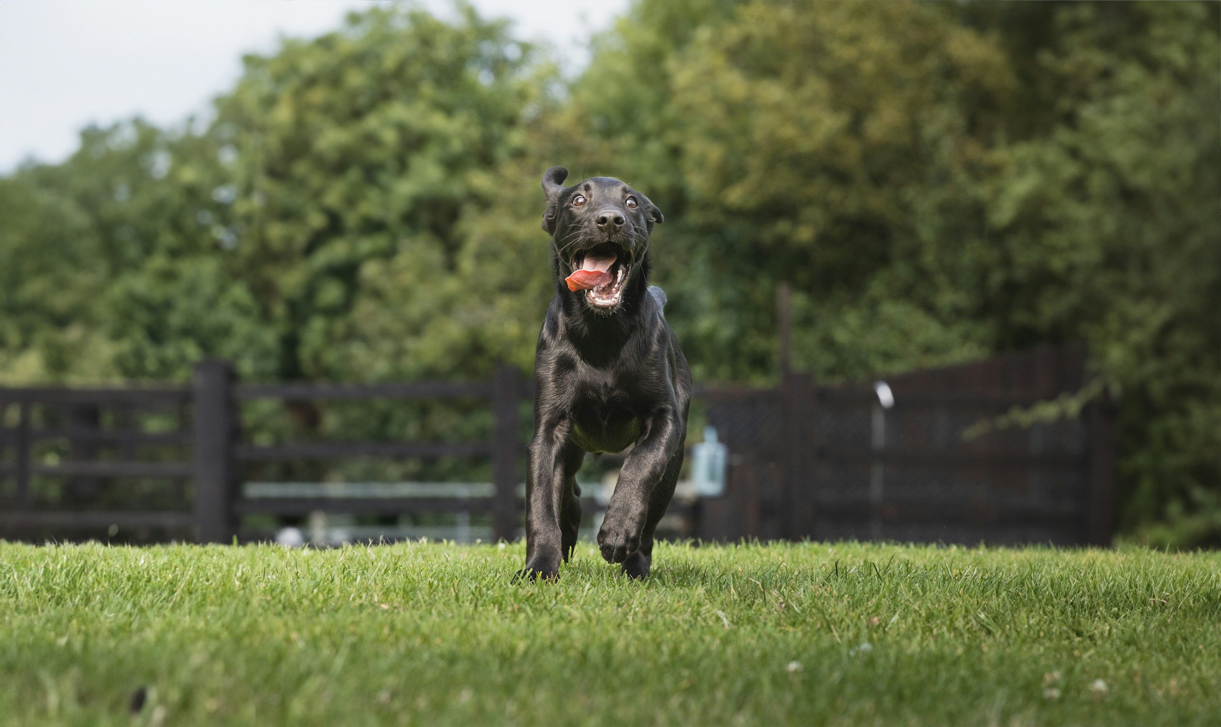 Reliable Recall Training 