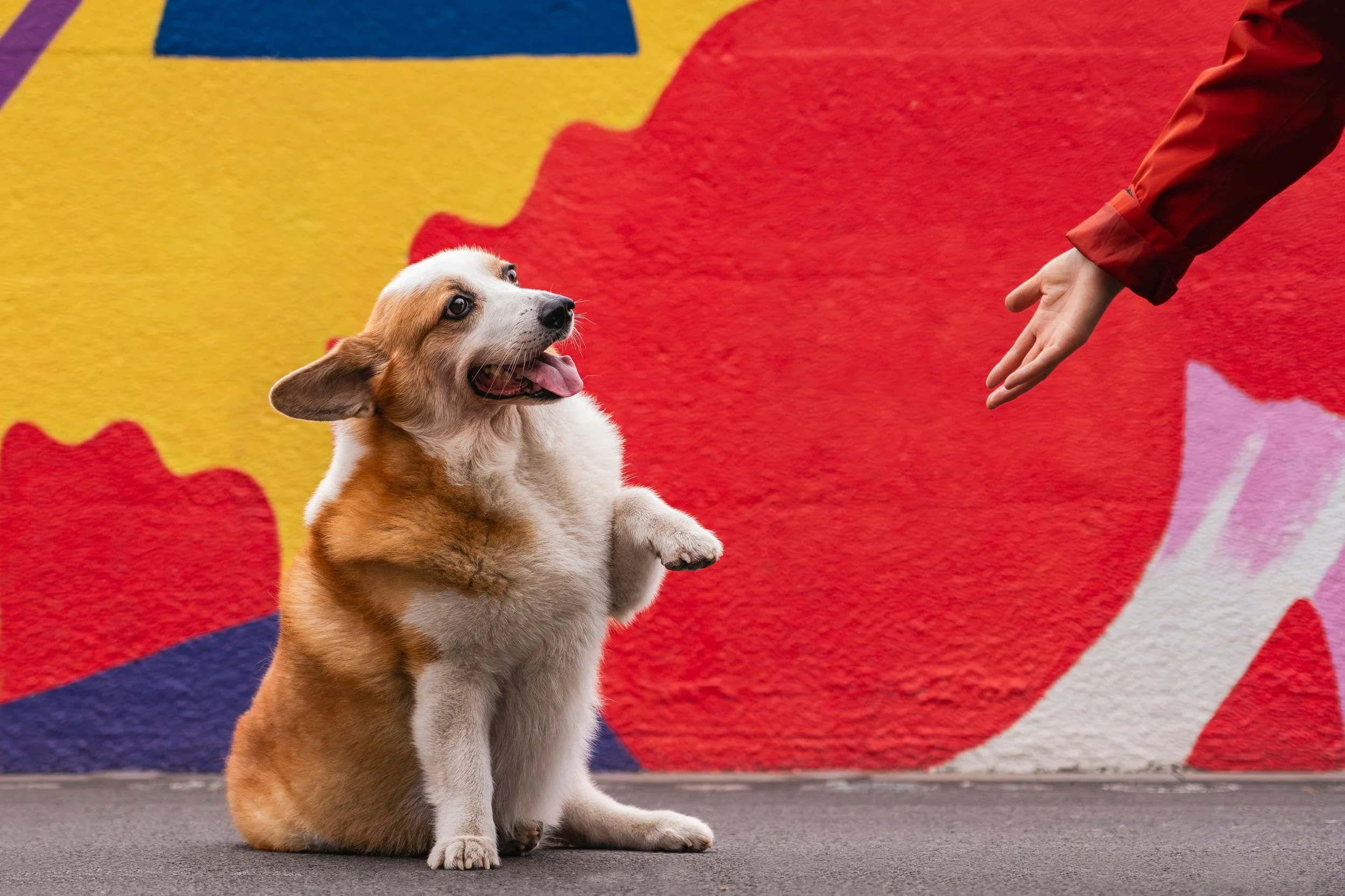 Understanding Dog Body Language