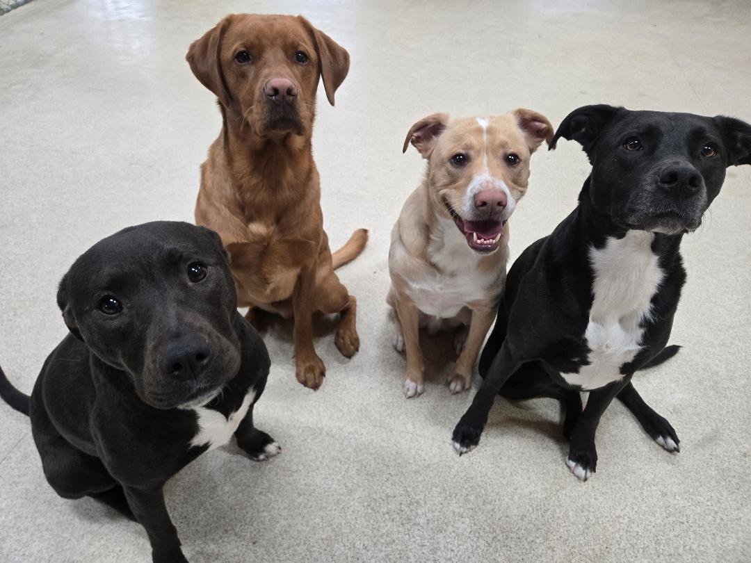Helping Your Dog Be a Dog: The Power of Enrichment