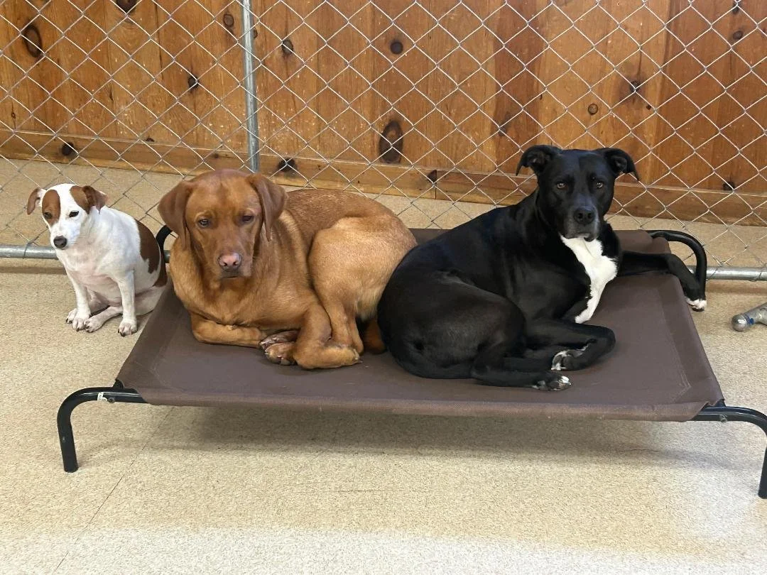 Comfortable, Trusted Dog Boarding at Fur Seasons