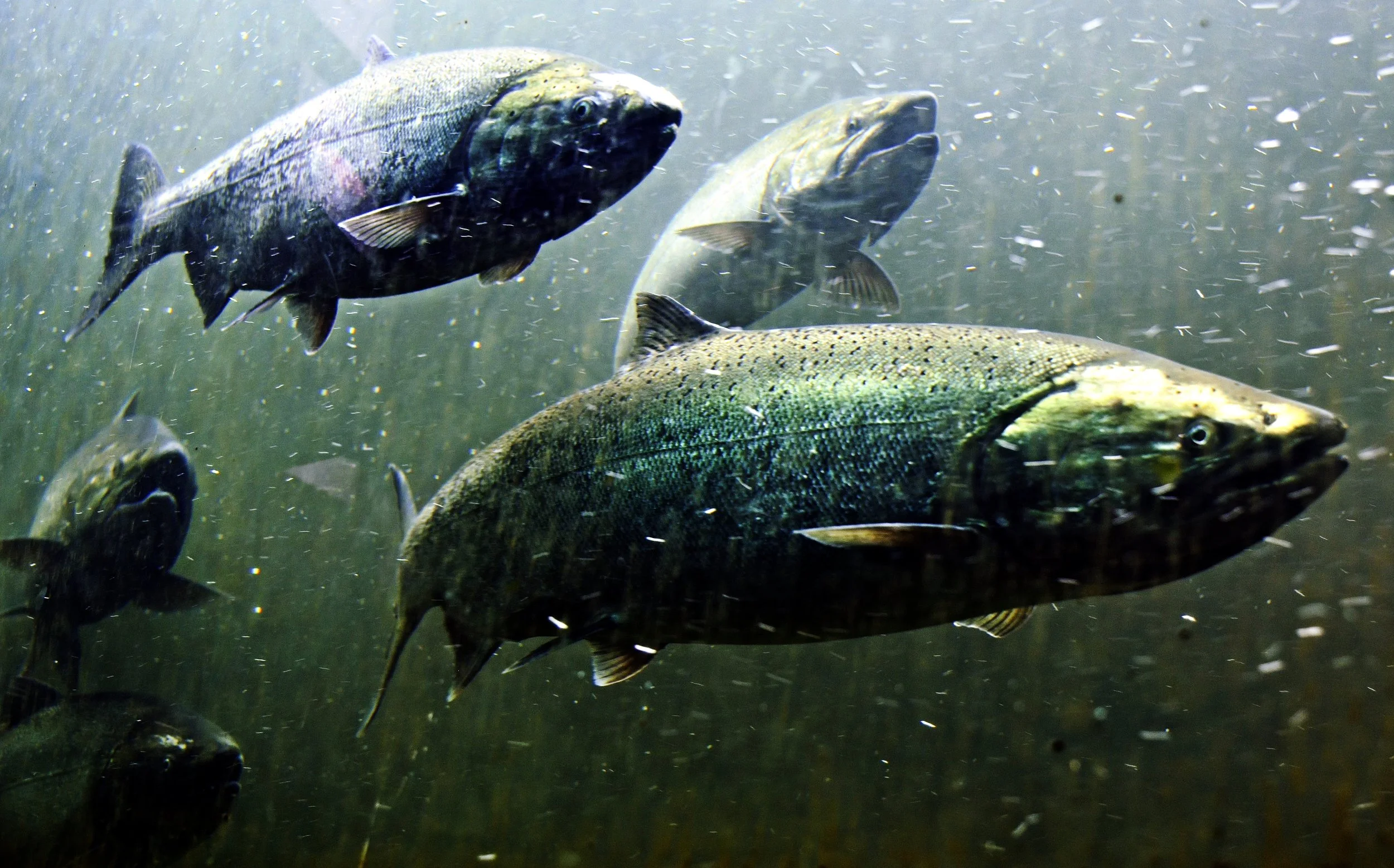 Underwater scene with several rainbow trout swimming among small aquatic creatures and plant life.