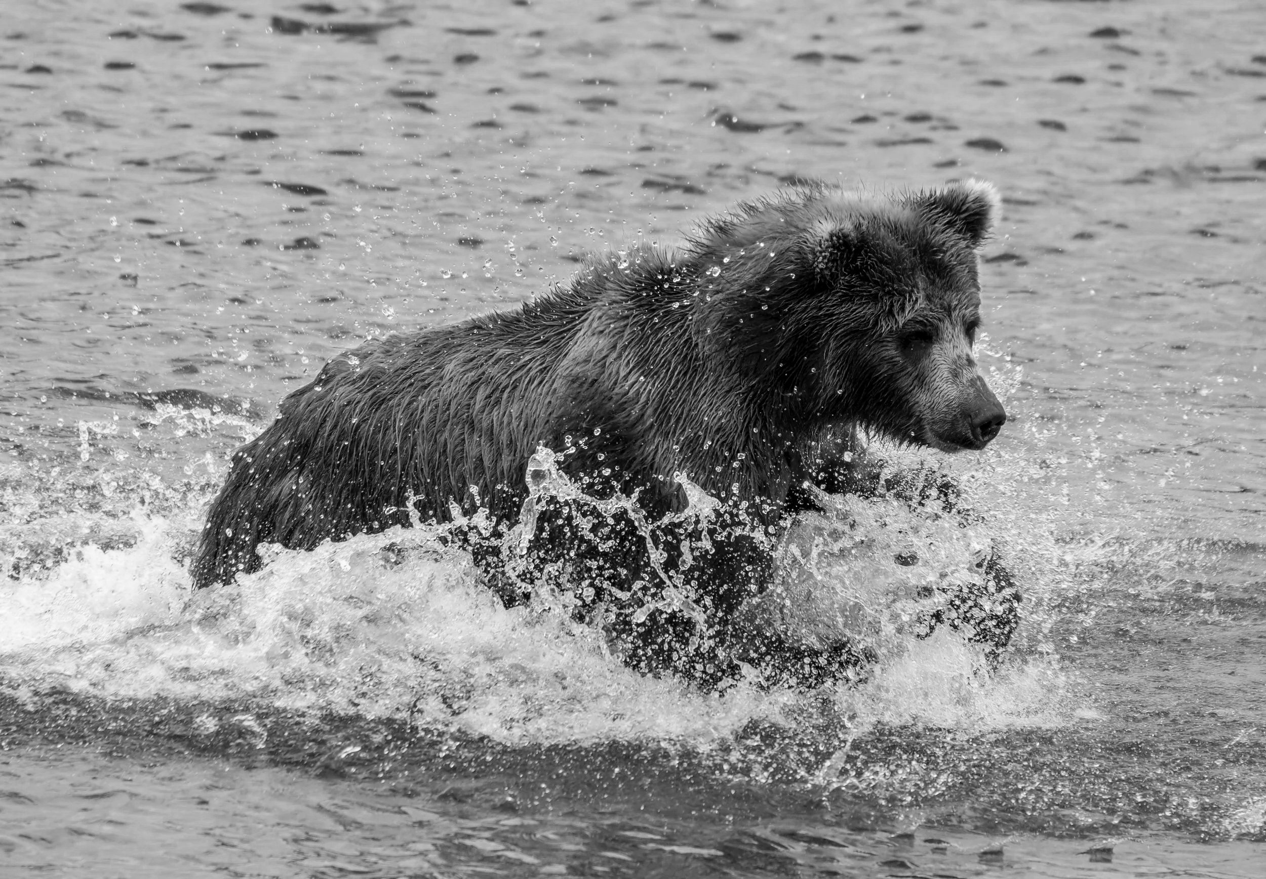 A bear swimming in a body of water, with water splashing around it.