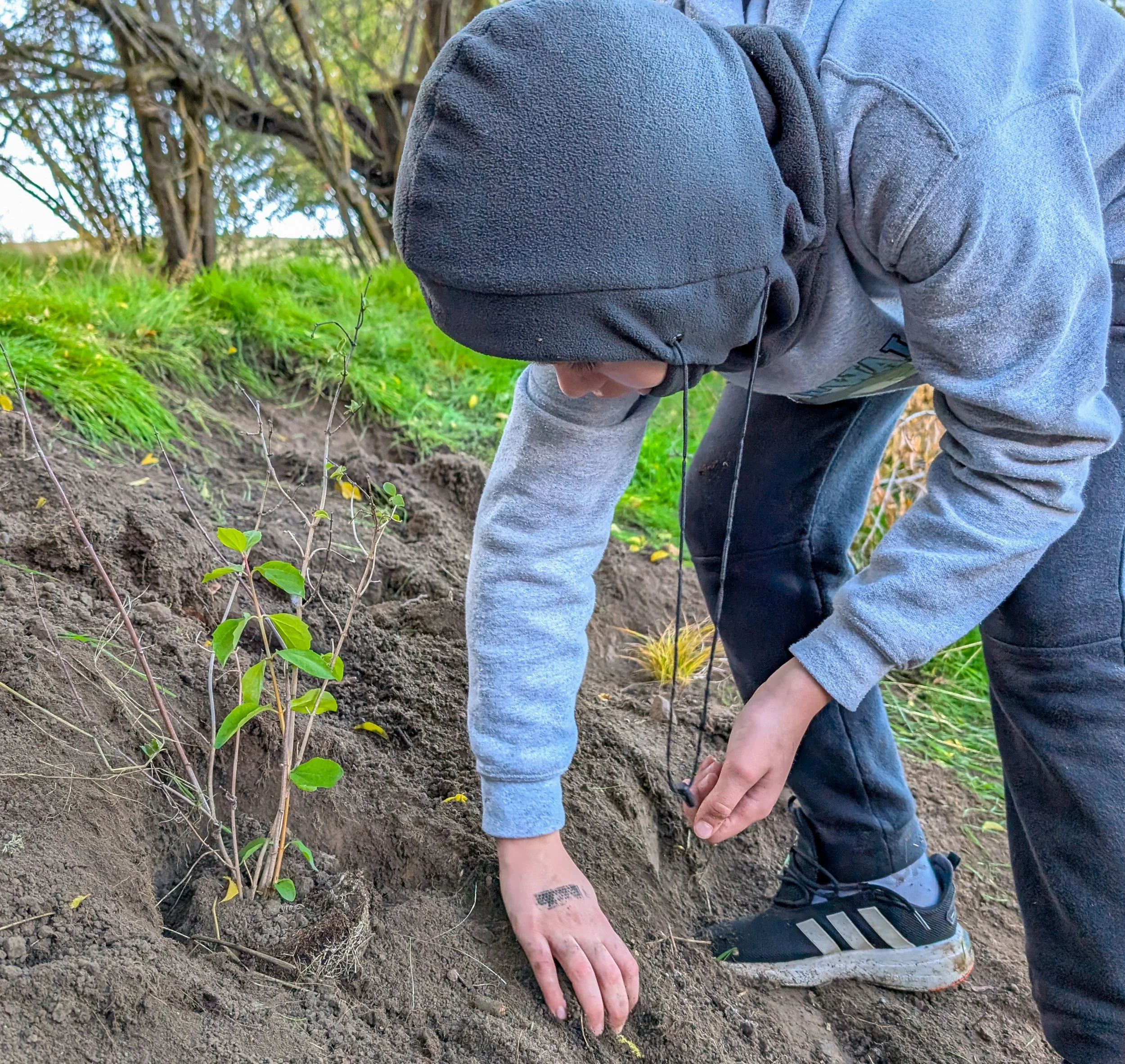 A person in a gray fleece jacket and black shoes crouches on the ground, touching soil and small green plants near a tree, with green grass and trees in the background.