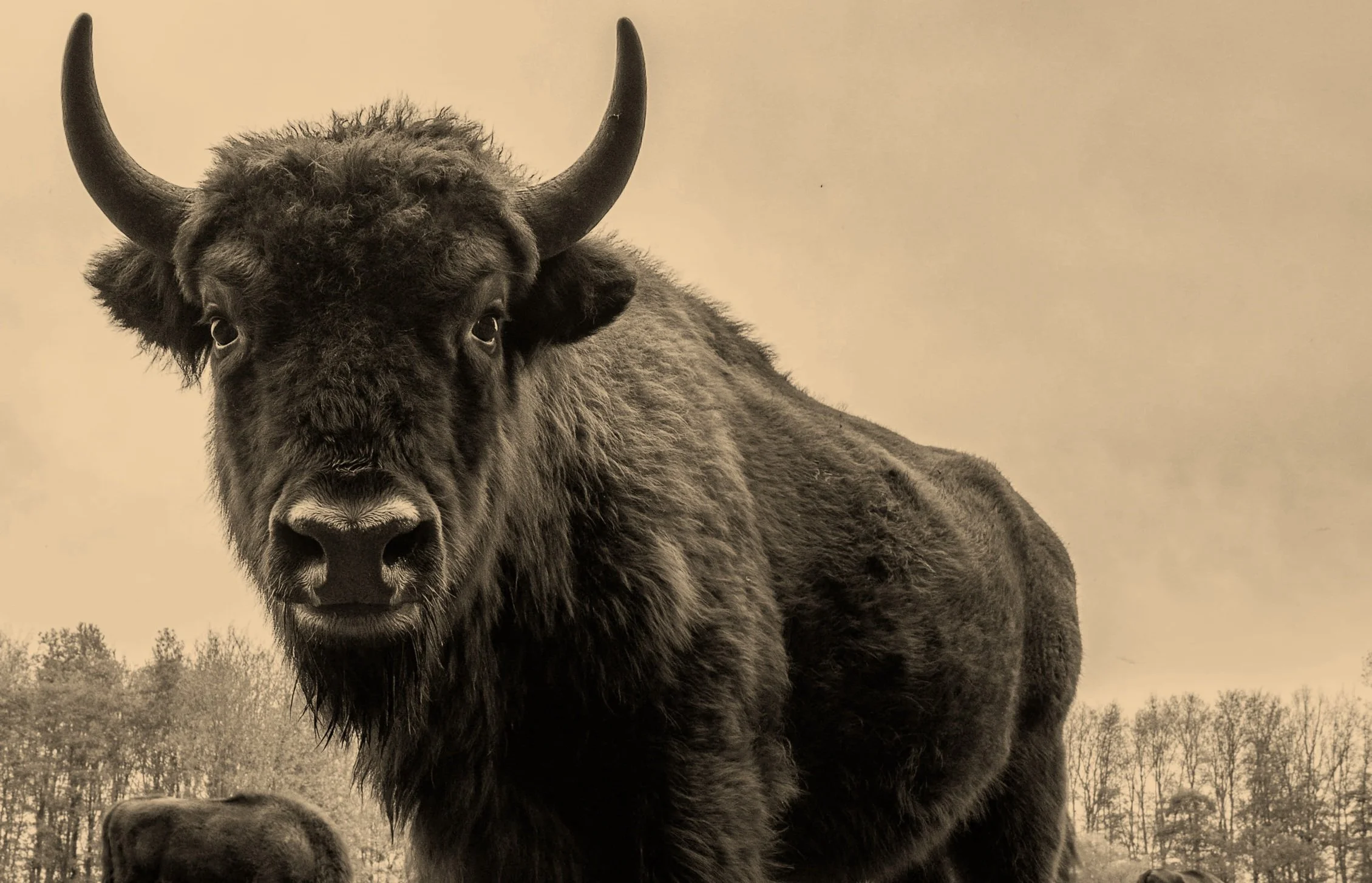 A large bison standing outdoors with trees in the background.