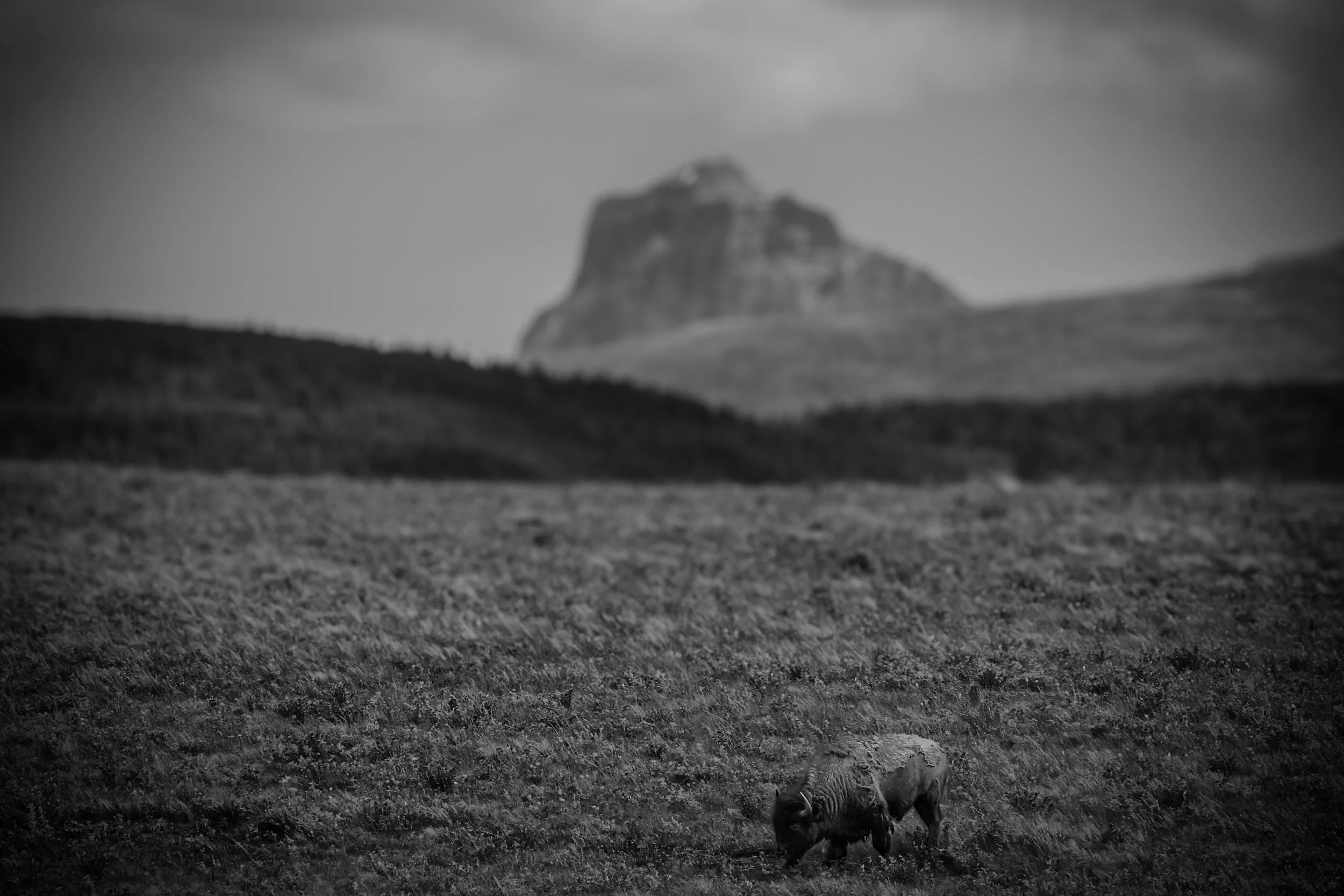 Black and white photo of a lion lying on the grass with a mountain in the background.