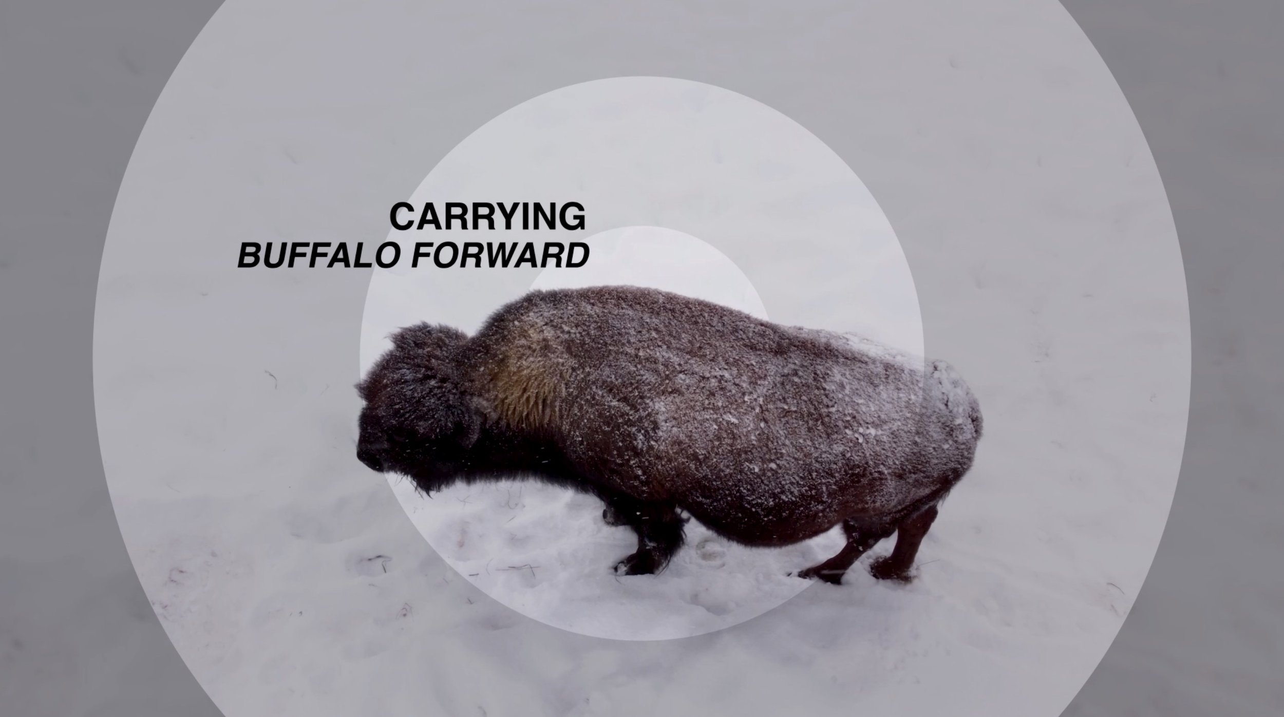 A bison standing in a snowy landscape with the text 'Carrying Buffalo Forward' overlayed.