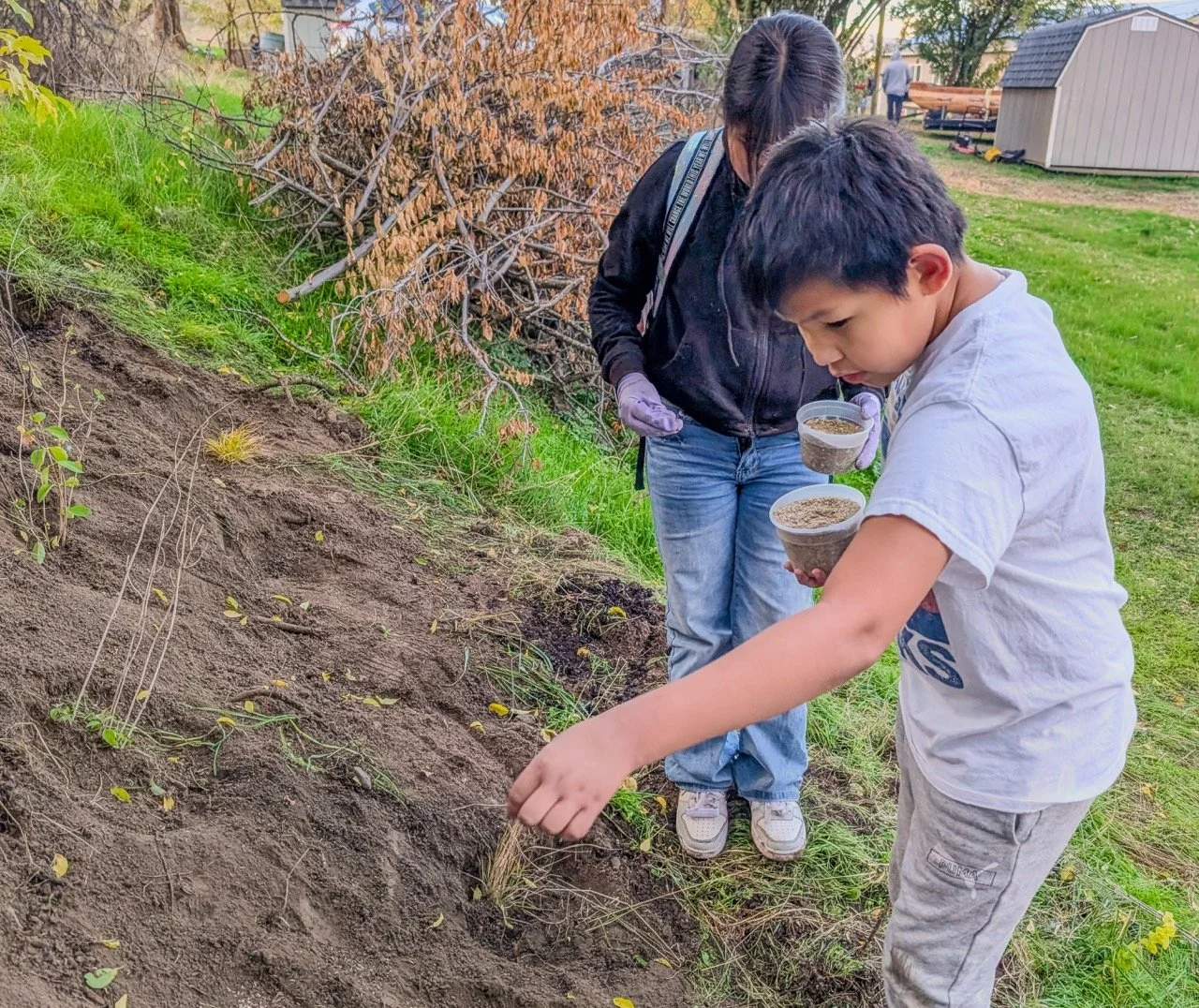 A boy and a girl planting seedlings in a garden or outdoor area, with the boy holding small containers of soil or seedlings and the girl wearing purple gloves, surrounded by grass, trees, and a shed in the background.