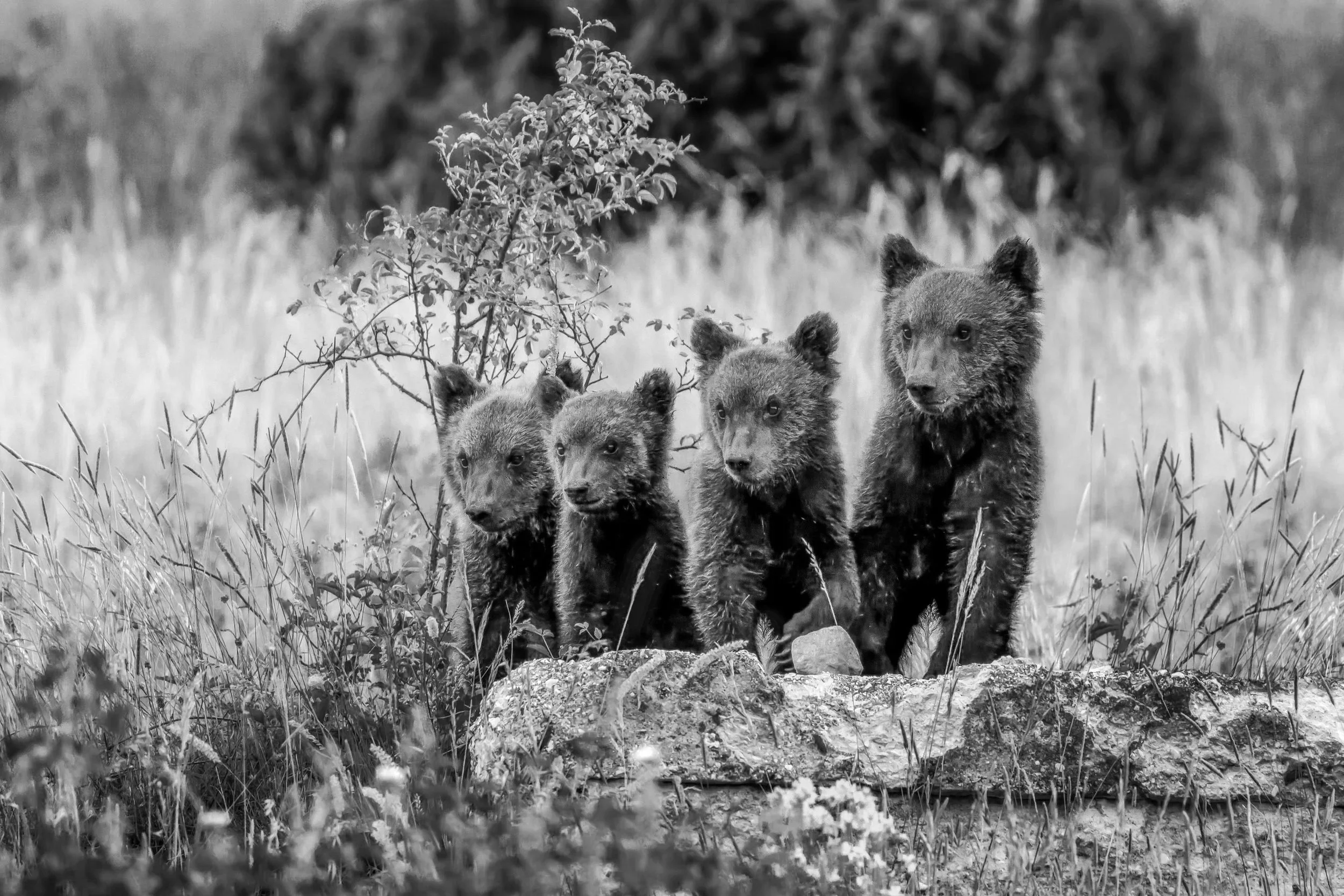 Black and white photo of four bear cubs walking through a grassy area with a bush in the background.