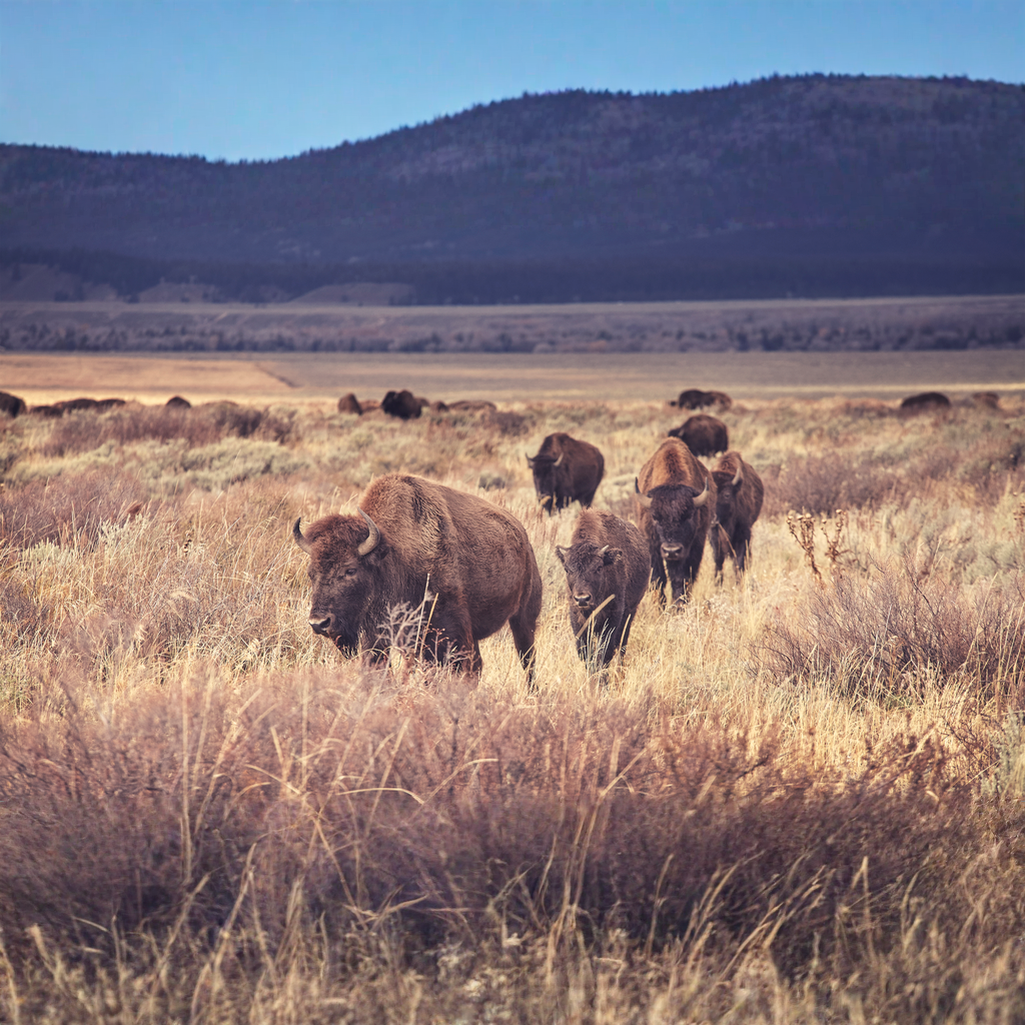 Herd of bison grazing on grassy plains with rolling hills and forested mountains in the background under a clear blue sky.