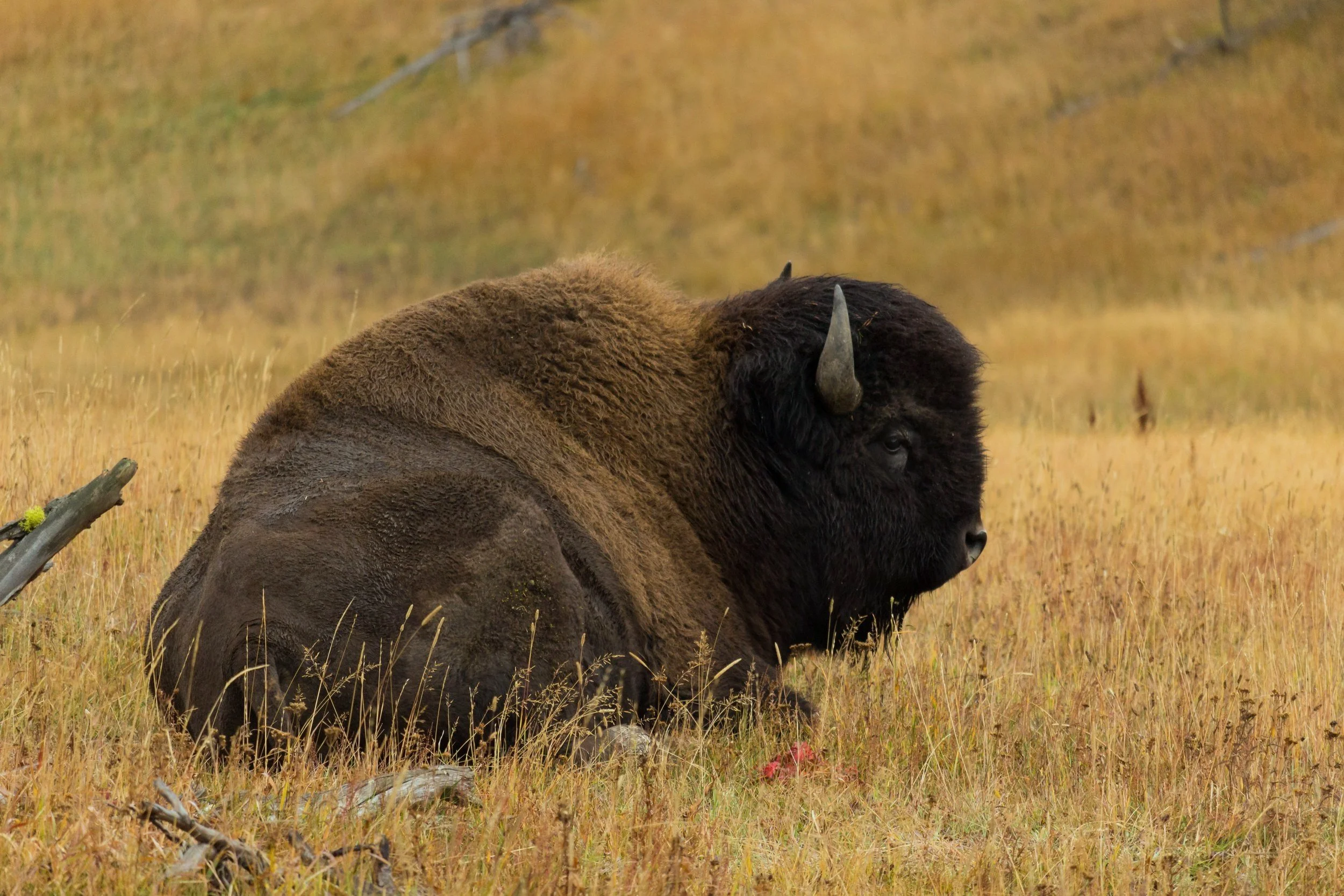 A bison resting in a grassy field with yellow and green vegetation, small rocks, and scattered branches.