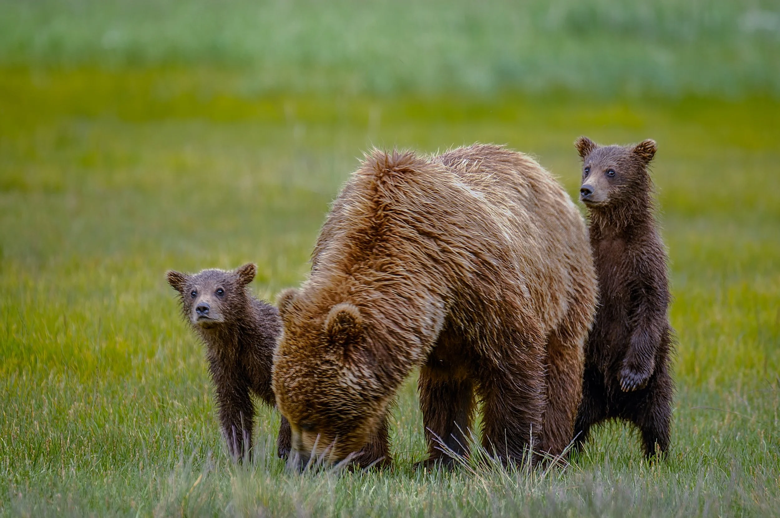 mother-grizzly-bear-with-her-cubs-in-a-green-meado-2026-01-07-23-44-29-utc-2.jpg