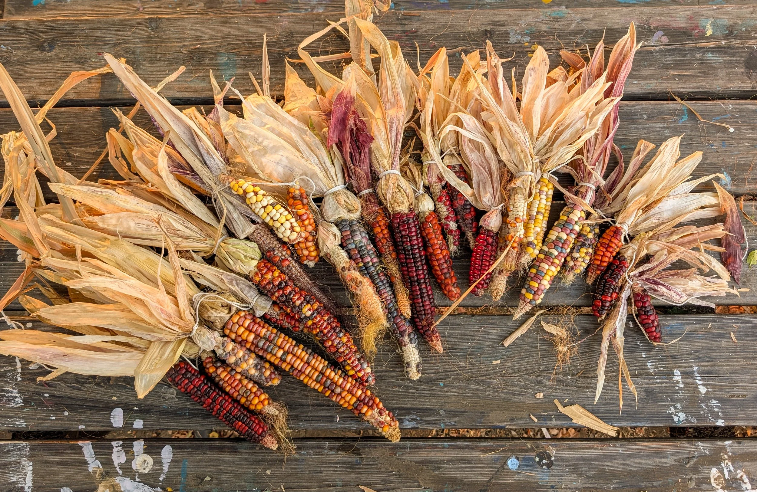 Dried Indian corn cobs with multicolored kernels arranged on a weathered wooden surface.