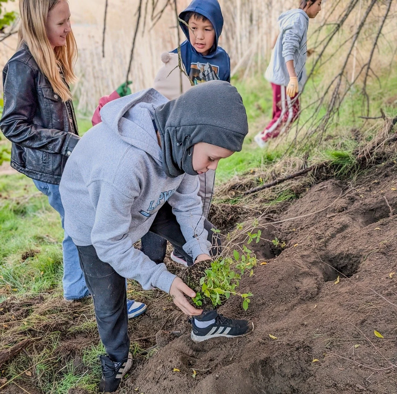 Children planting a young shrub in the soil during an outdoor activity.