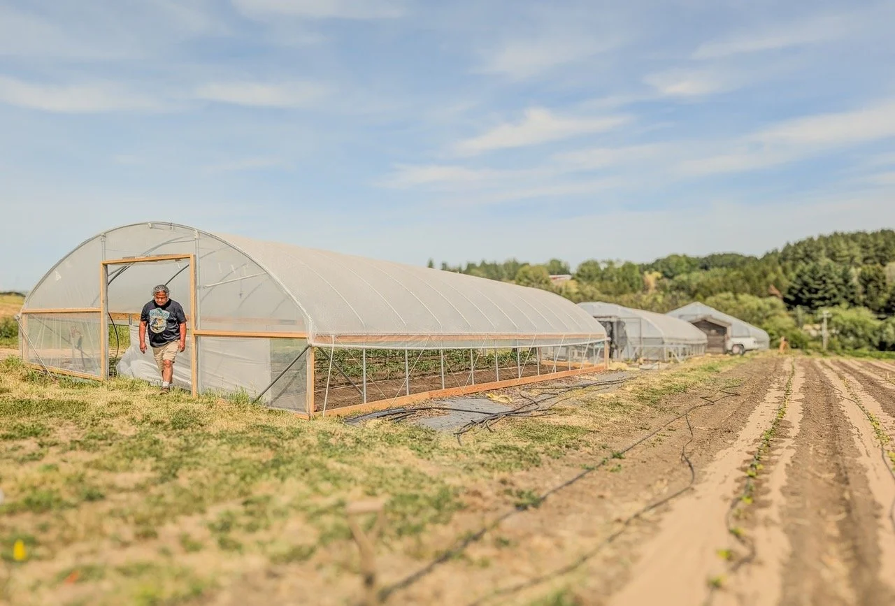 A person walking into a greenhouse on a farm with rows of plants growing outside under a blue sky.