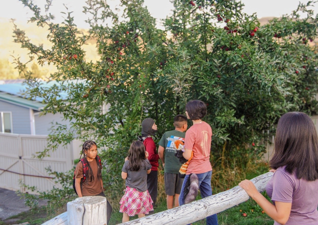 Children and adults observing a large apple tree with red apples in a backyard.