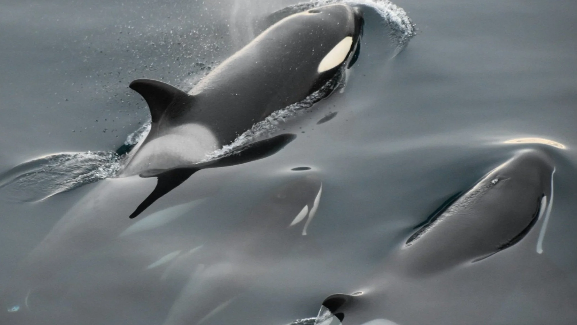 A pod of orcas swimming in the ocean, with one orca breaching the water surface.