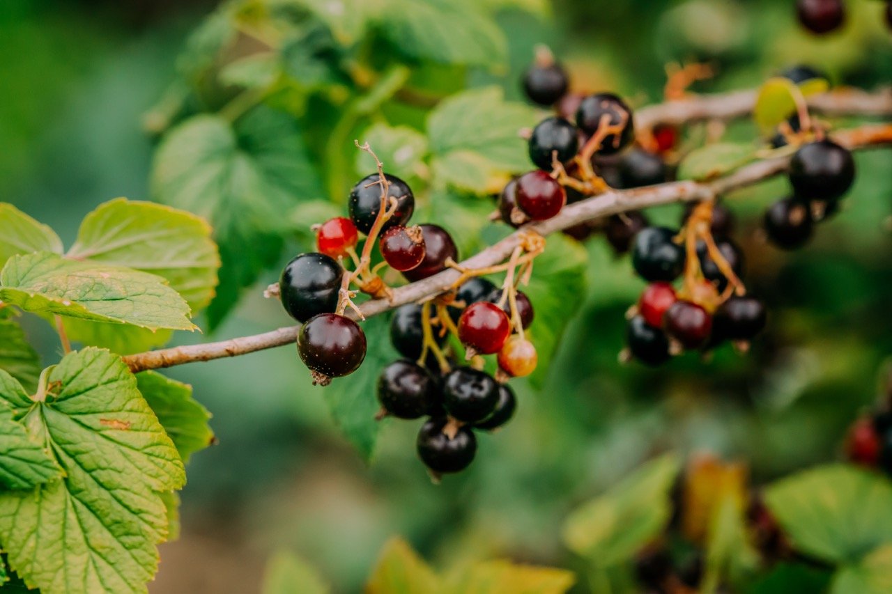 Close-up of ripe blackcurrants on a branch with green leaves in the background.