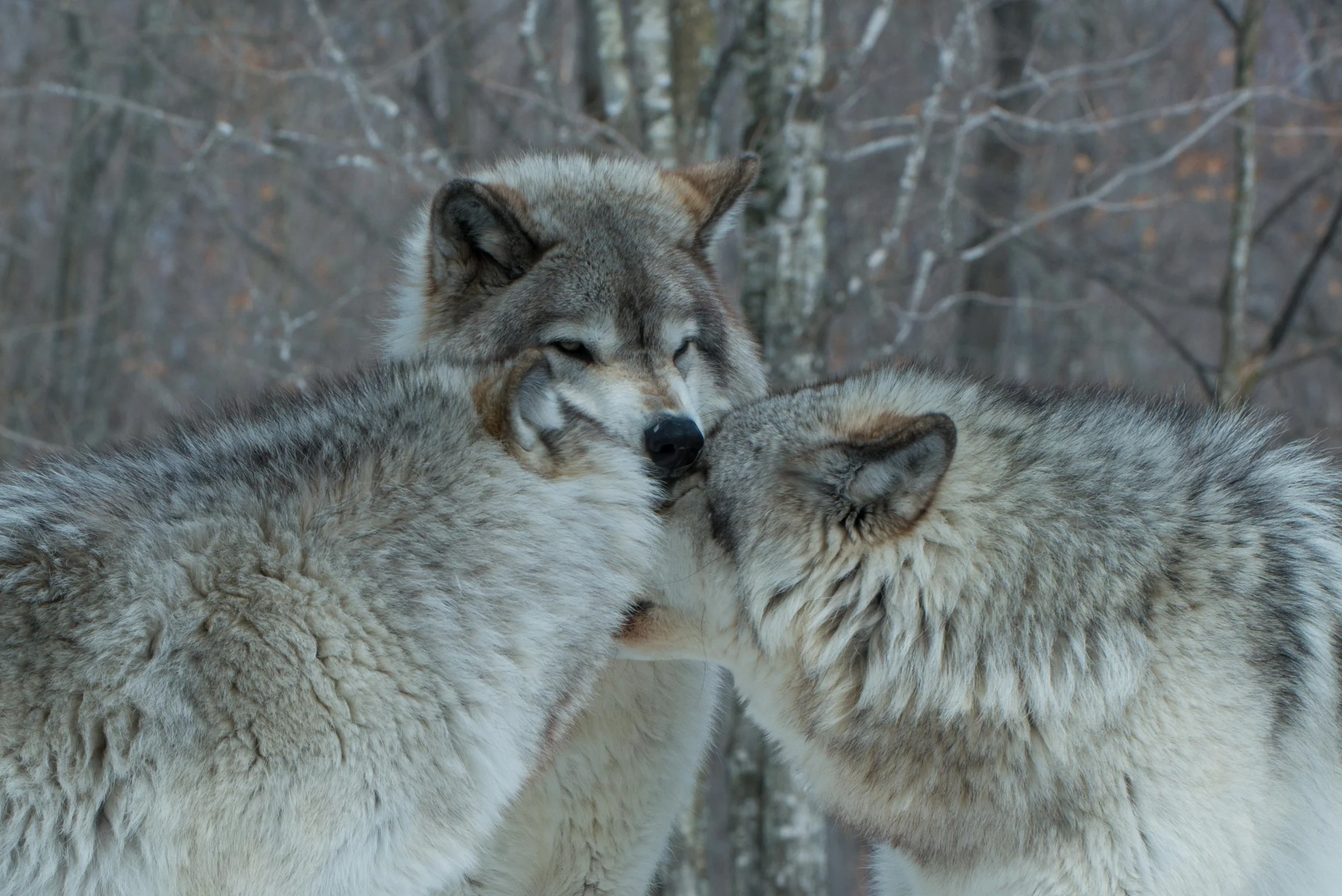 wolf-pack-togetherness-group-wilderness-2026-01-09-10-29-32-utc.jpg
