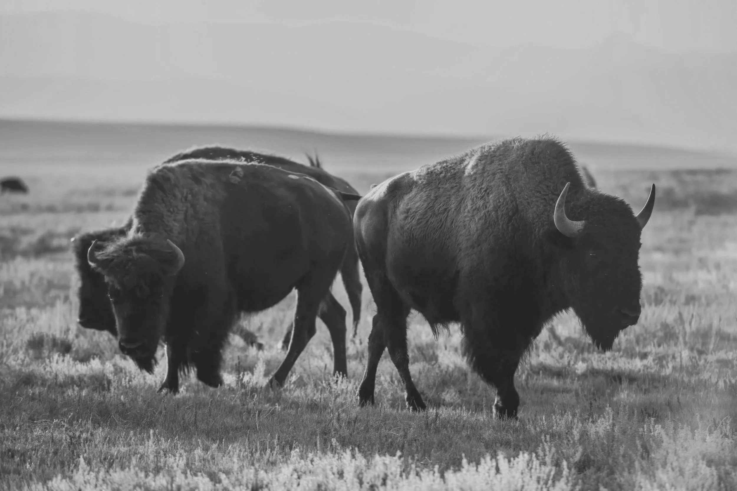 Two bison grazing on a grassy field with mountains and cloudy sky in the distance, depicted in black and white.