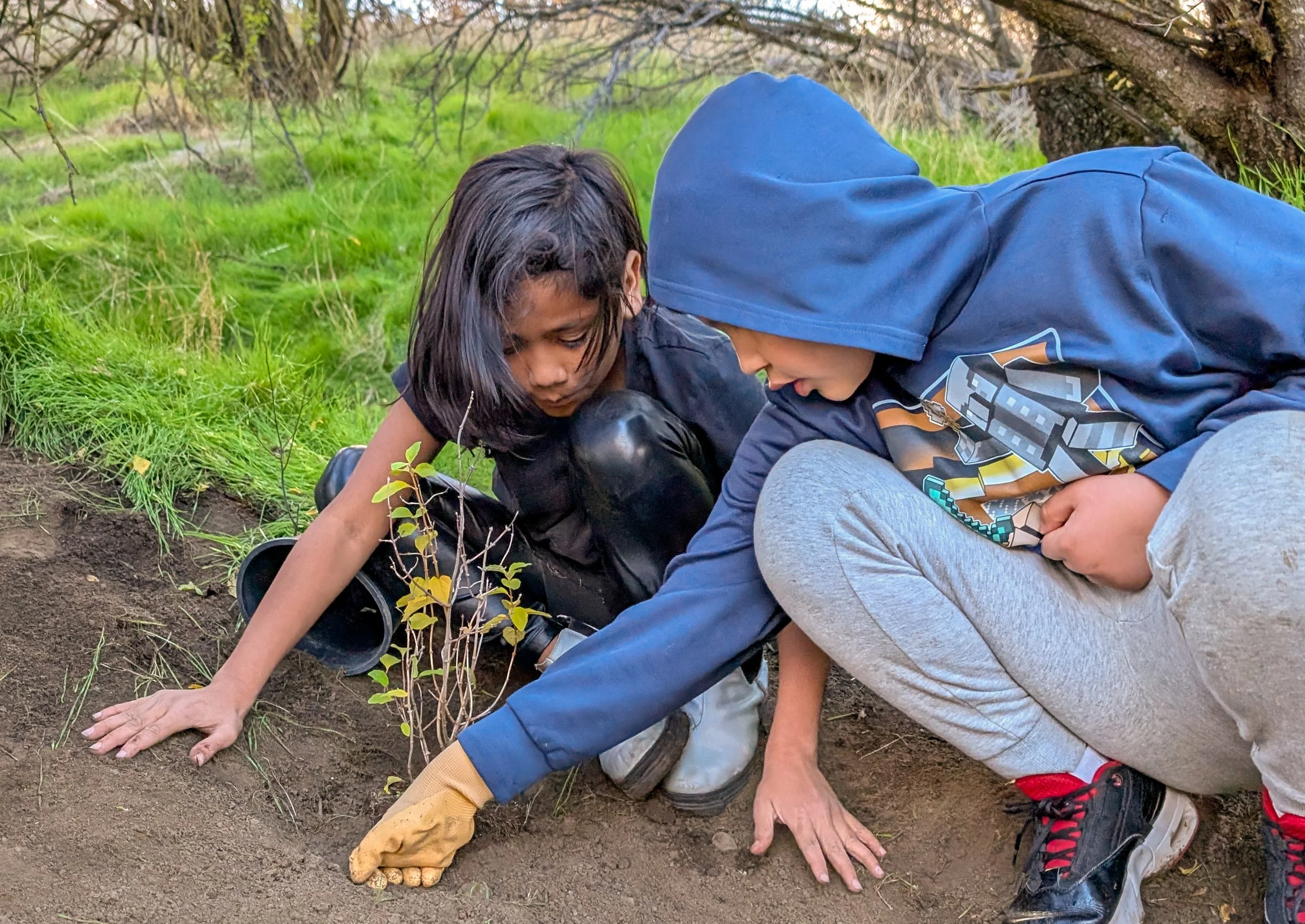 Two children, one girl and one boy, planting a small yellow-leaved plant in the soil outdoors beneath a tree.