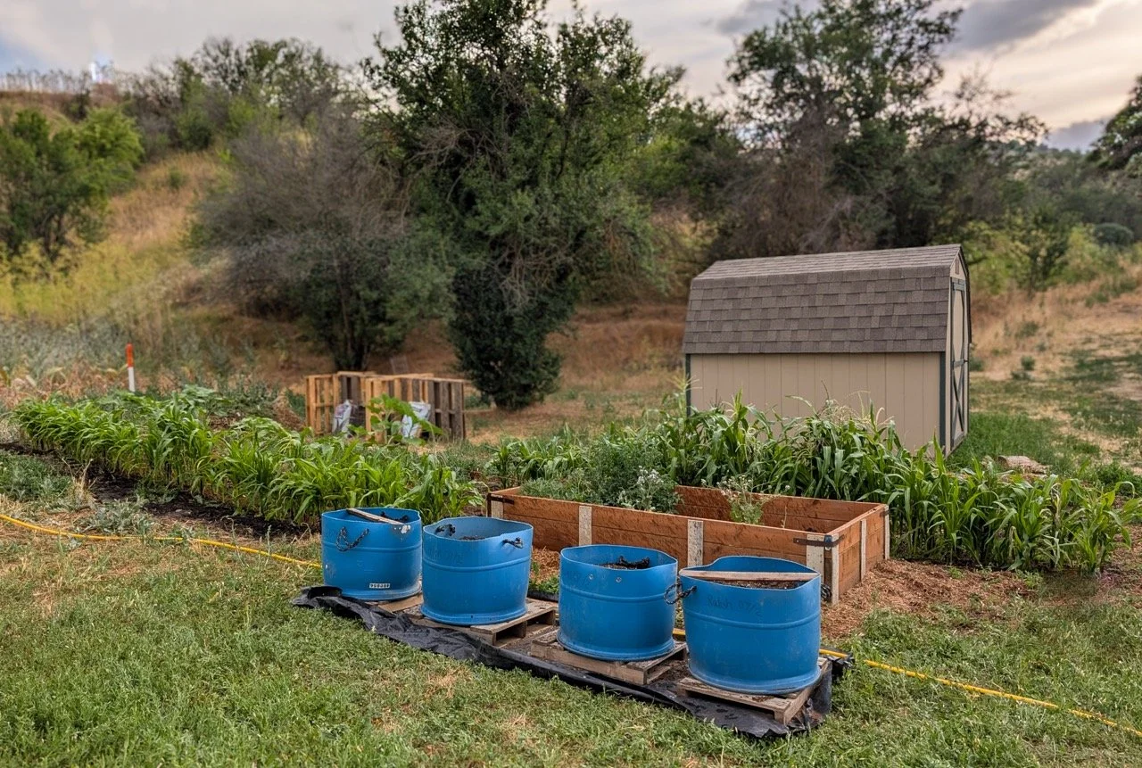 A garden with rows of green plants and a small beige shed with a gable roof. In the foreground, there are four large blue containers placed on pallets, and a black plastic sheet underneath them. A yellow string runs along the front of the garden beds, possibly marking boundaries.