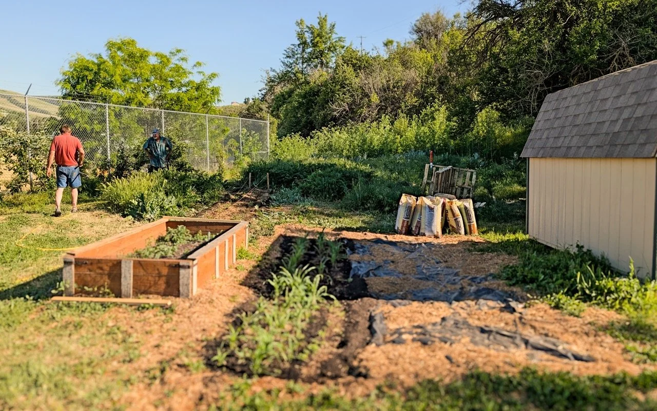A backyard garden with raised wooden beds and planting plots, two people working among plants, a shed on the right, and trees in the background on a sunny day.