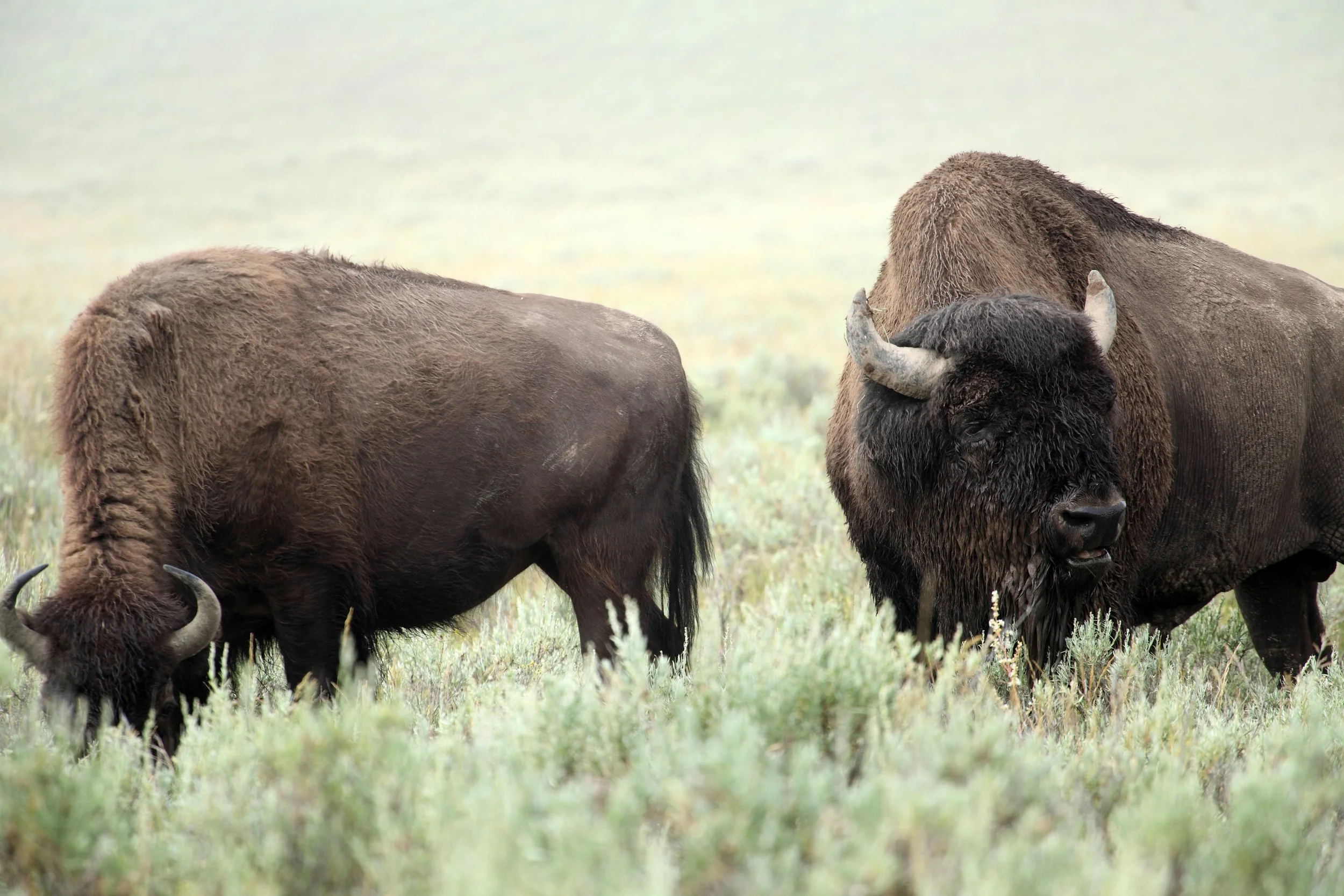 Three bison standing on grass in a field with a soft background of grass and sky.