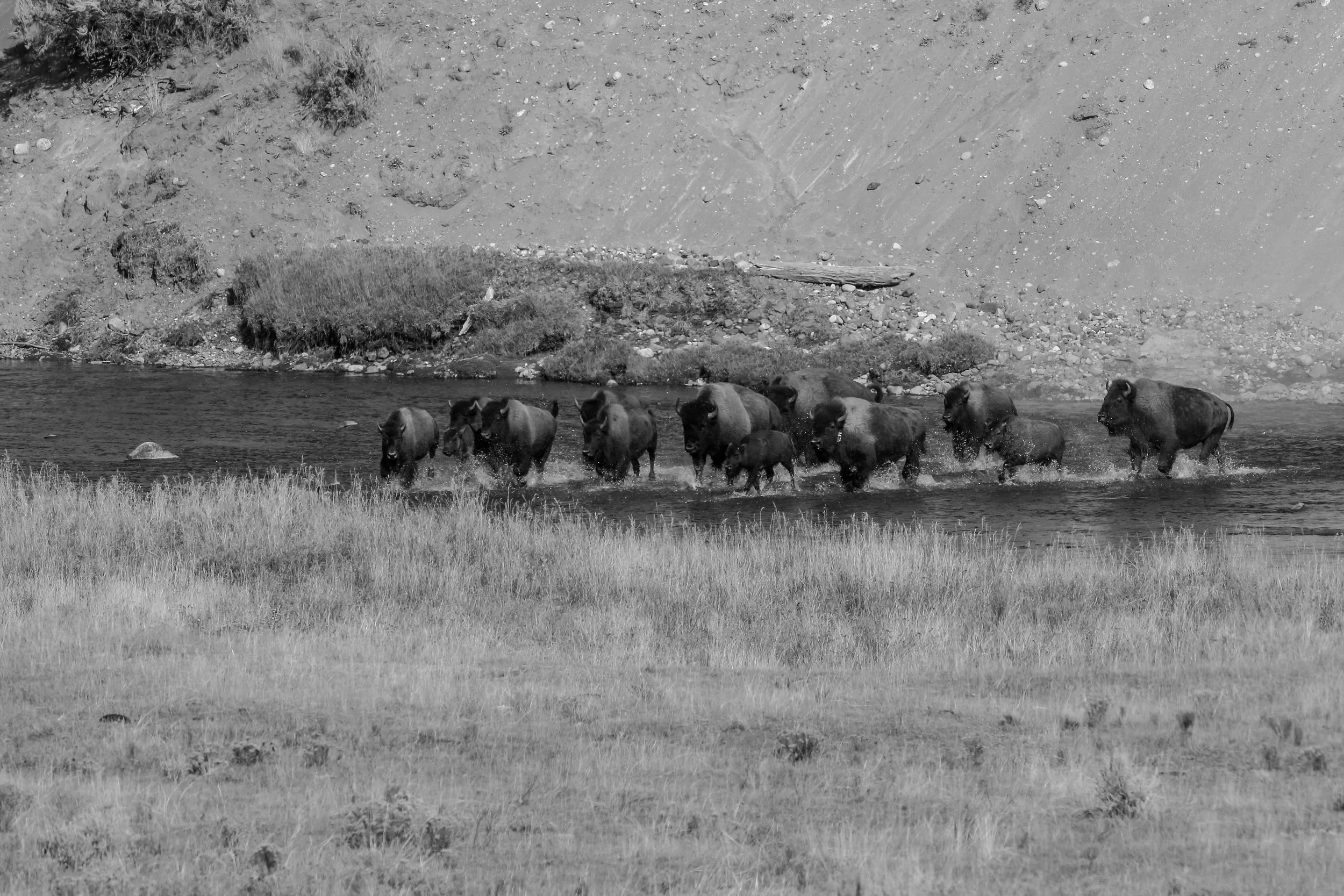 A herd of bison crossing a river in a natural landscape with grassy banks and rocky cliffs in the background.