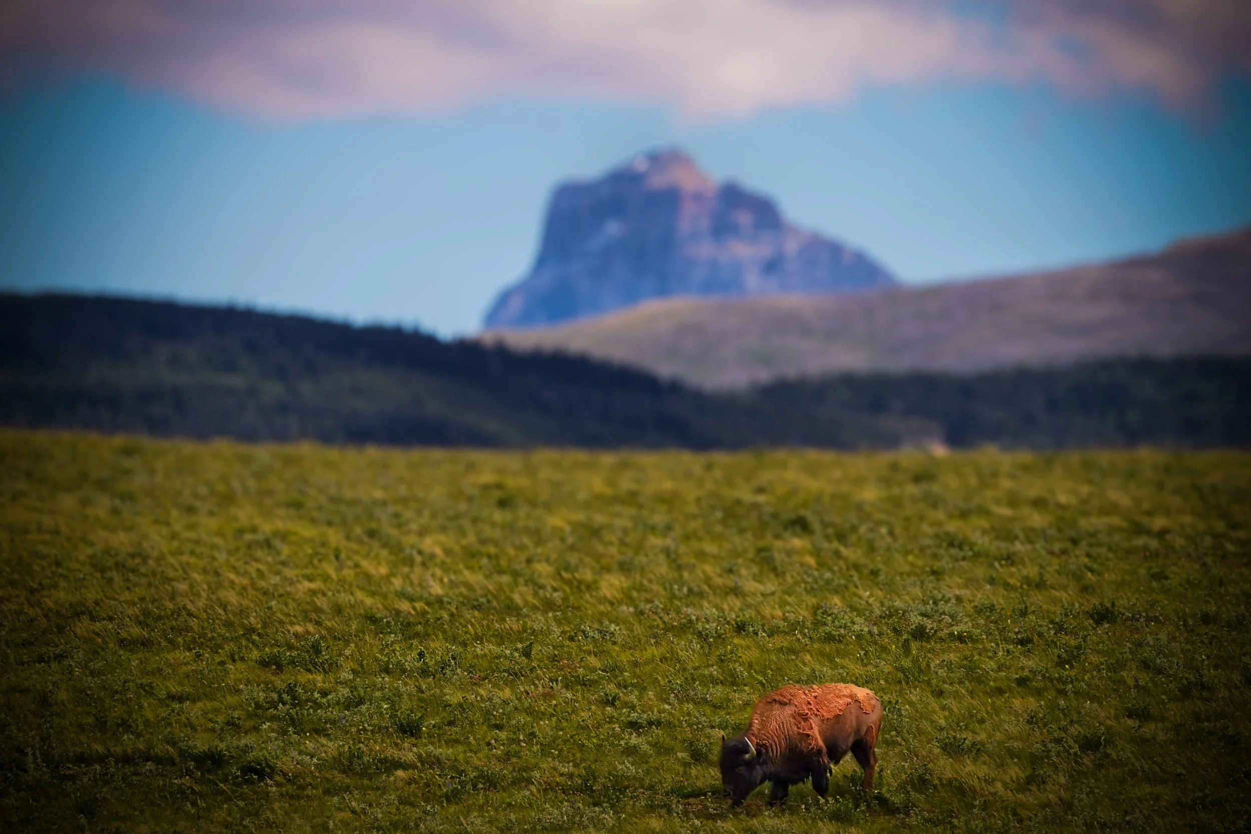 A wide landscape with a grassy field, a bison grazing in the foreground, and a mountain in the background under a partly cloudy sky.