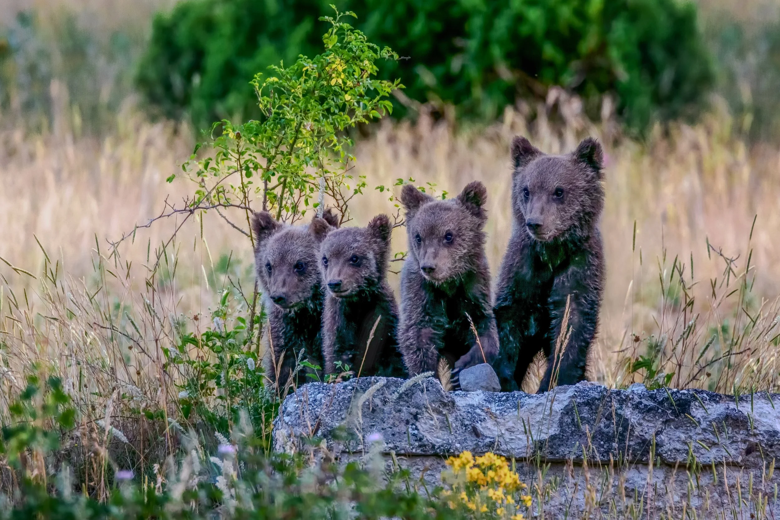 Four bear cubs walking in a grassy field near a small bush, with trees in the background.