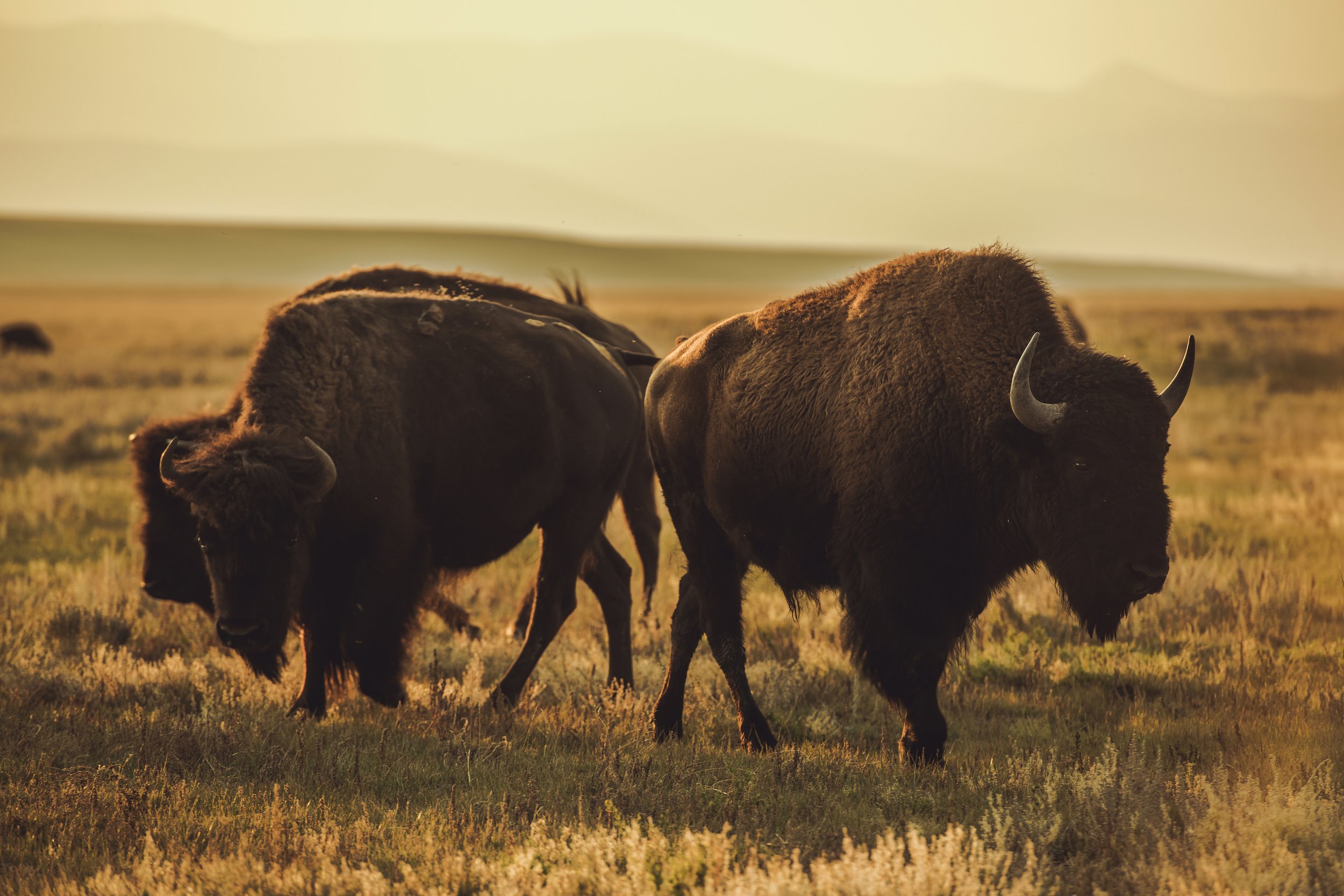 Two bison grazing on a grassy plain during sunset.