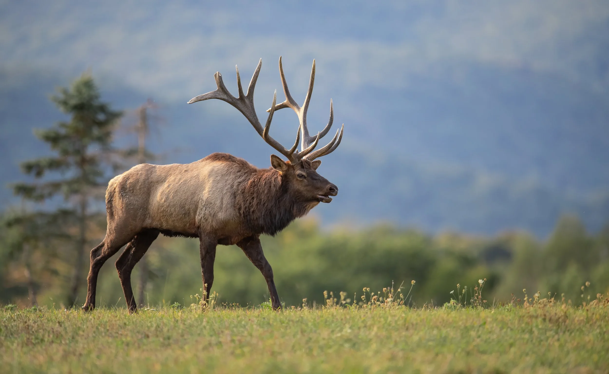 bull-elk-portrait-2026-01-08-07-28-30-utc.jpg