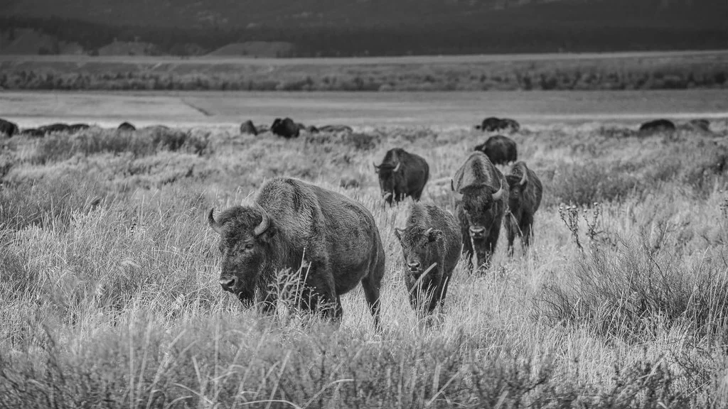 A herd of bison grazing in a grassy field, with some in the background, in a rural landscape.