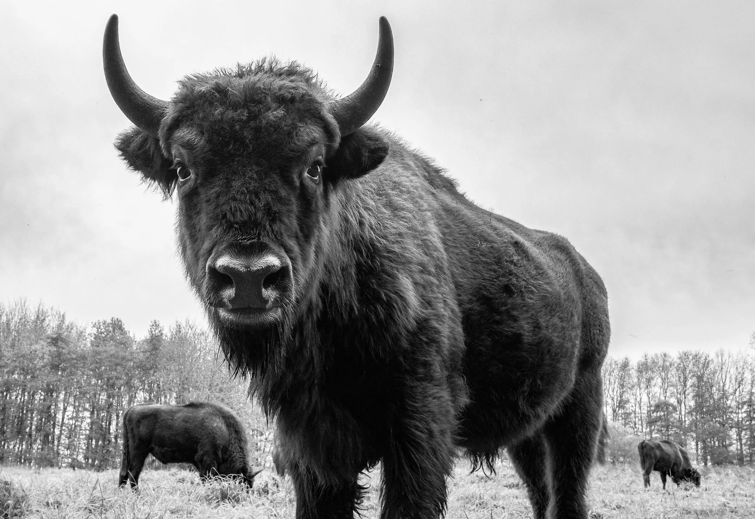 A large bison with dark fur and curved horns standing in a field with trees in the background, black and white photograph.