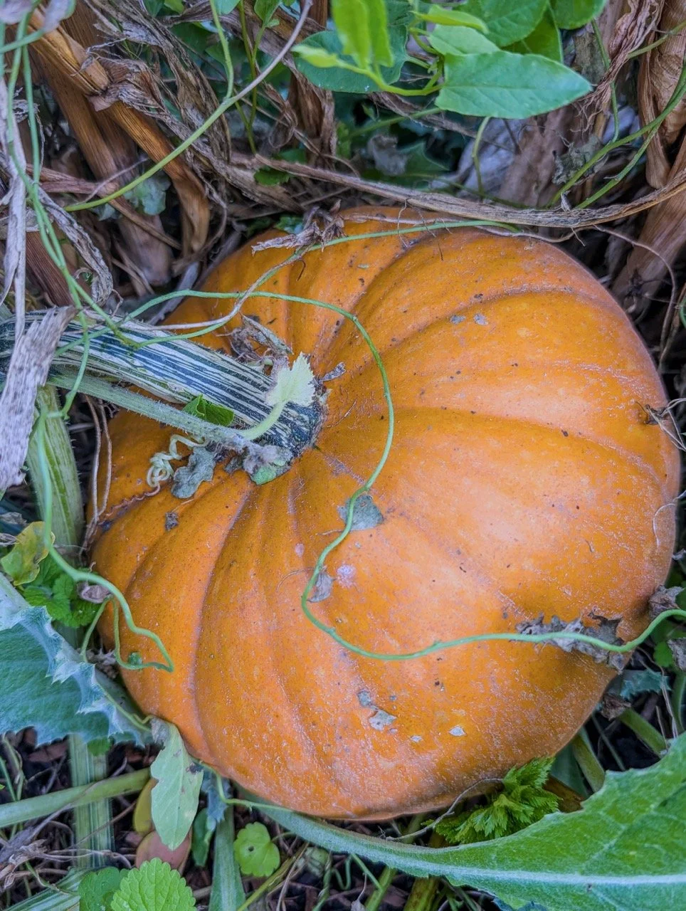 Orange pumpkin growing on the ground among green and brown leaves and vines.