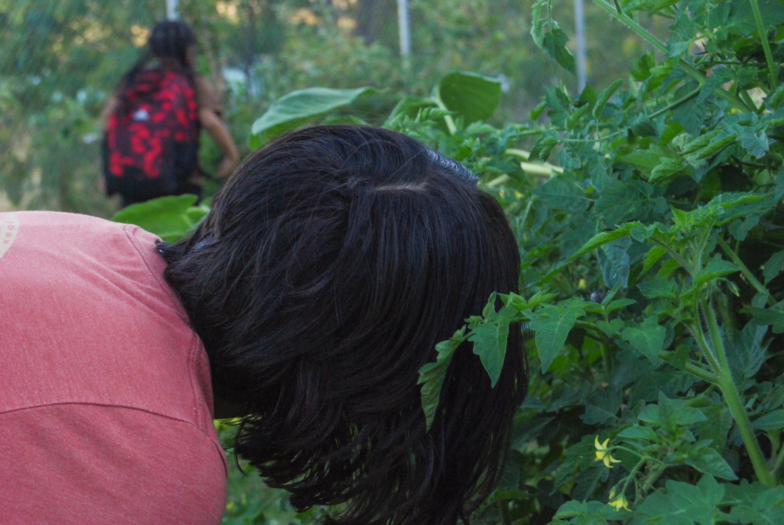Close-up of a person with long black hair and wearing a pink shirt, bending down among green tomato plants, with another person in a red and black shirt in the background in a garden or farm setting.