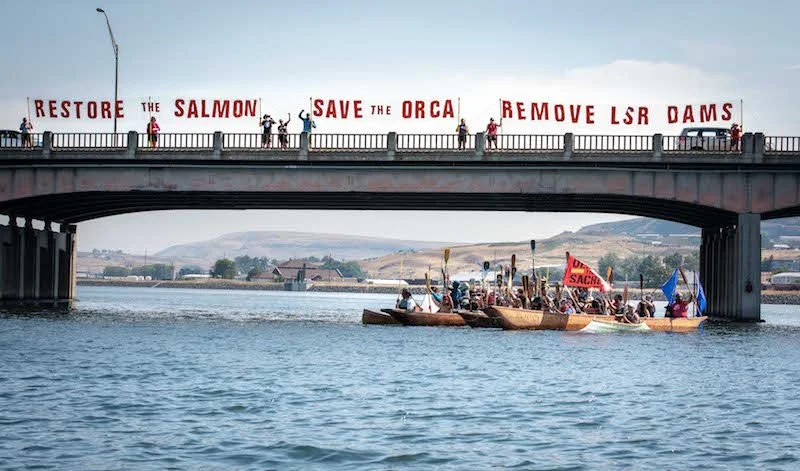 Protesters on small boats on a river holding signs and banners, with a bridge overhead displaying large signs condemning salmon farms and aquaculture practices.