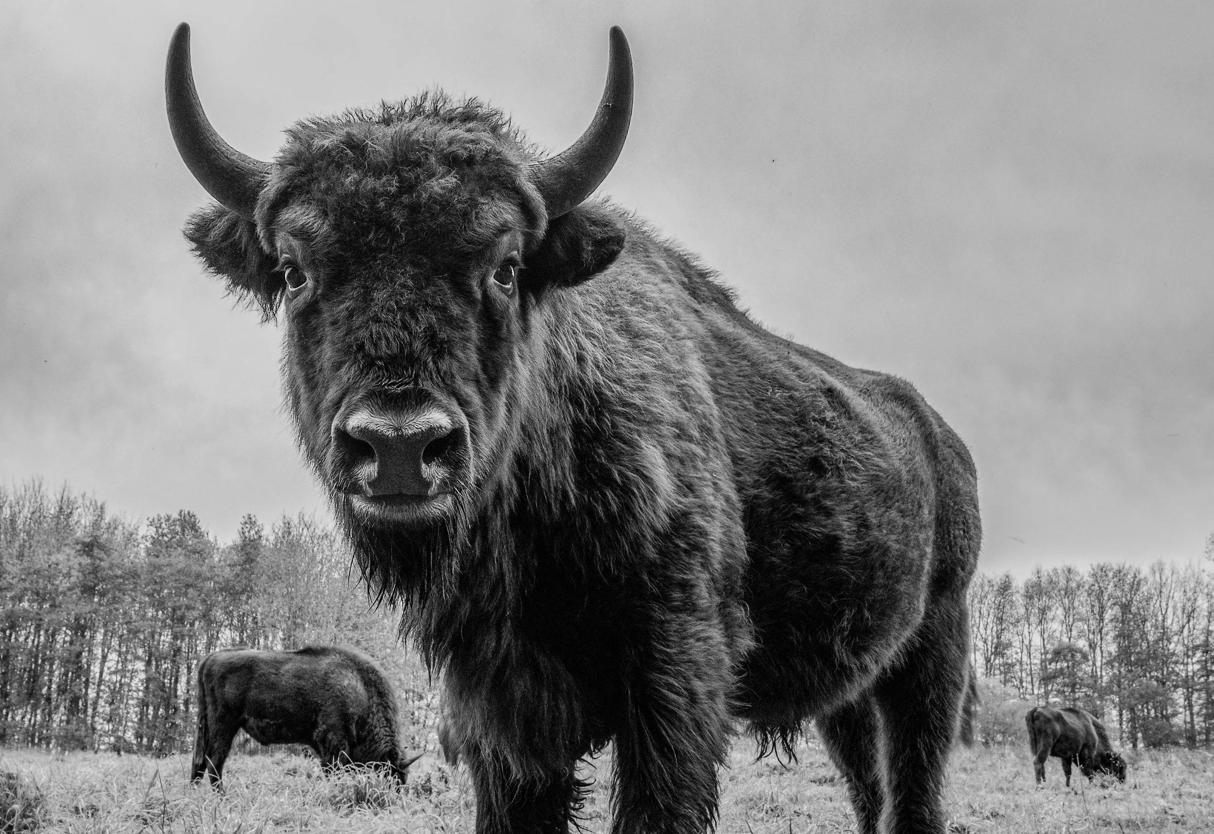 bison-close-up-looking-in-camera-2026-01-06-09-13-08-utc.jpg