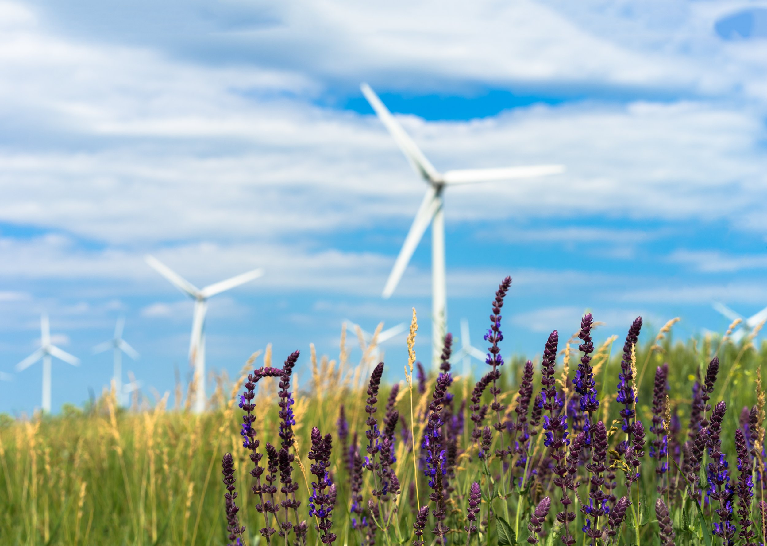 View of wind turbines in a field with purple lavender flowers and green grass, under a partly cloudy sky.