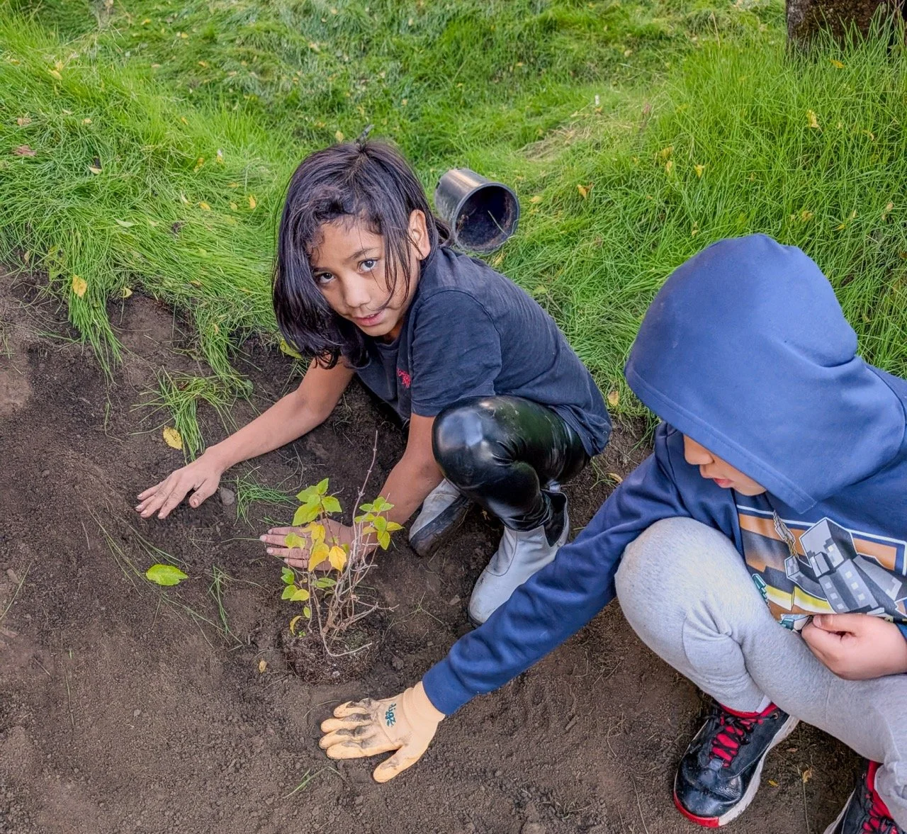 Two children planting a small tree in a patch of soil, with grass and a black bucket nearby.