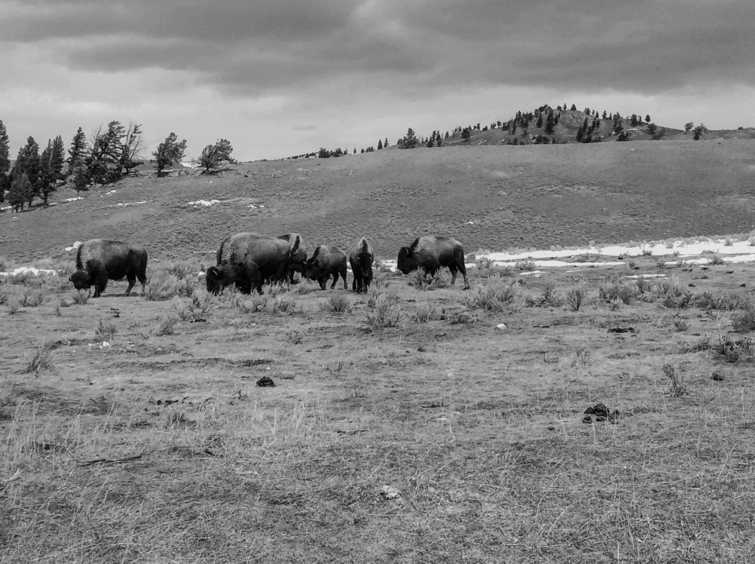 Black and white photo of a herd of bison grazing on a grassy plain with hills and trees in the background under cloudy skies.