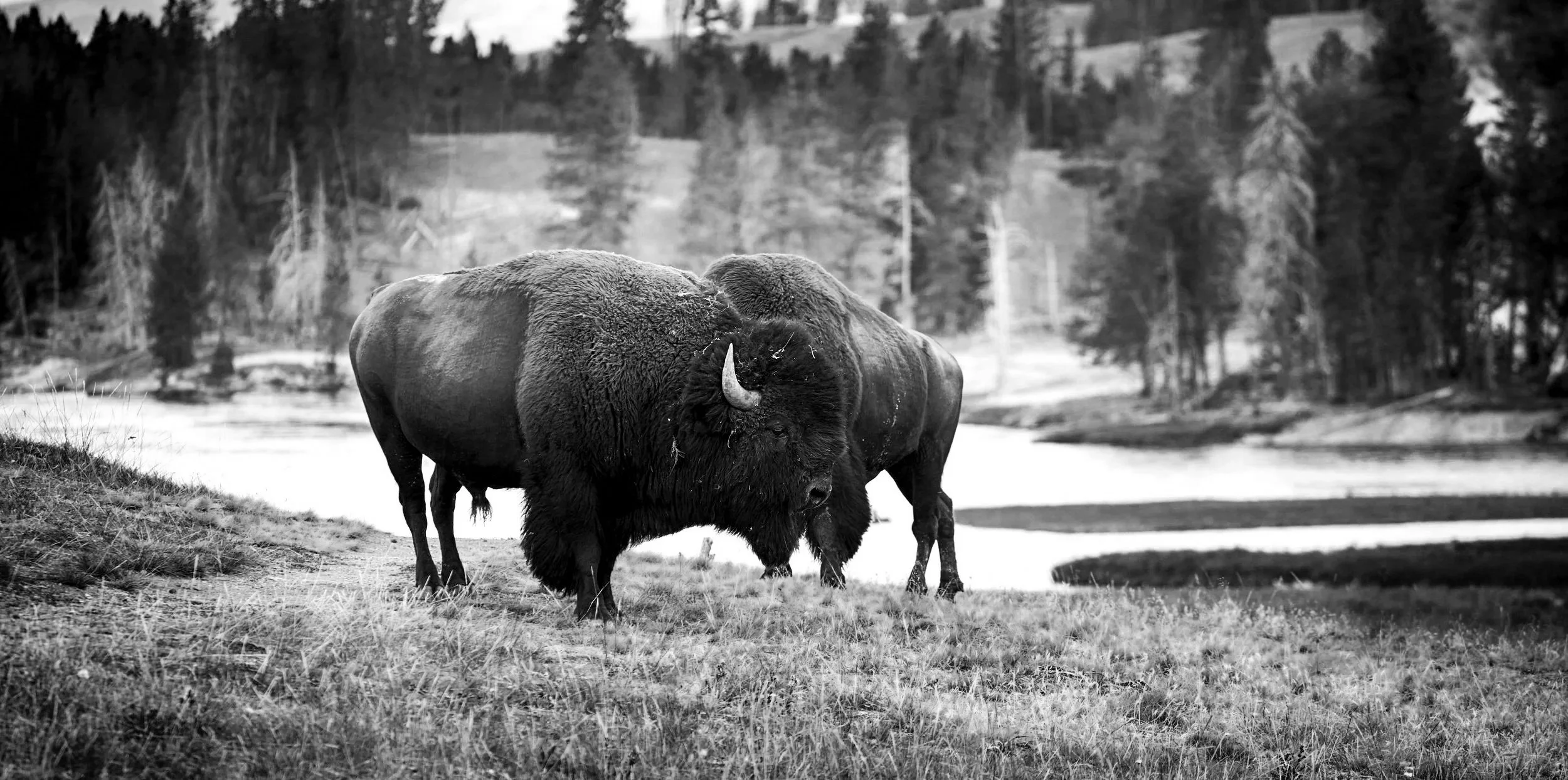 A black and white photo of two bison grazing near a river, with a forested landscape in the background.