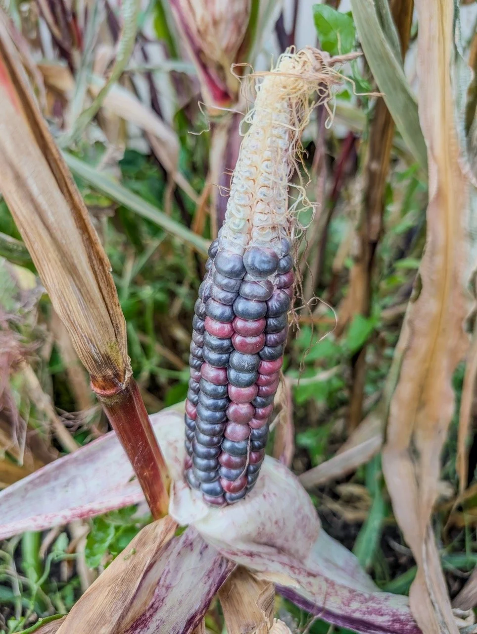 Close-up of a purple, black, and pink corn cob growing on a corn plant with dried leaves and green foliage around.