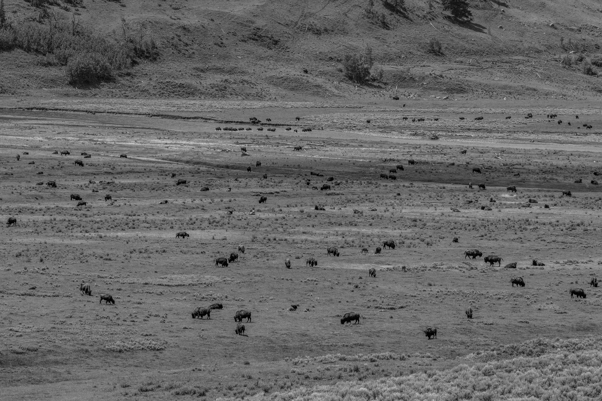 A black and white landscape with a herd of bison scattered across open grassy plains, with a hillside in the background.