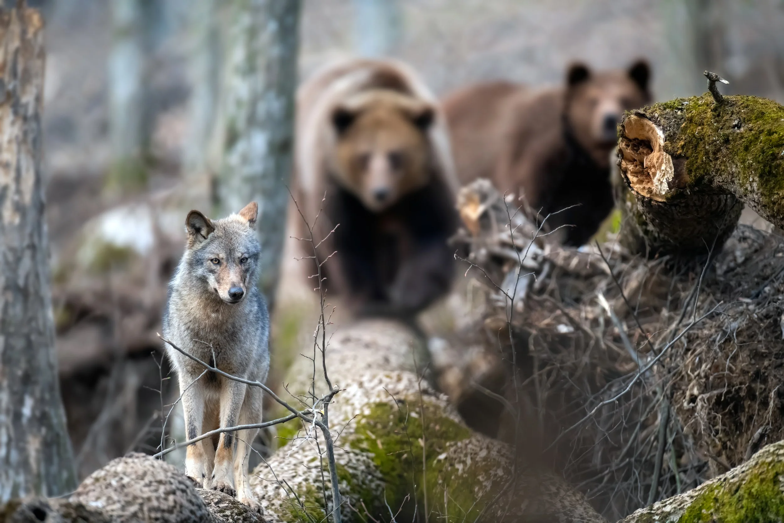 A wolf in the foreground standing on a forest floor with trees around, and two bears in the background among trees and foliage in a forest setting.