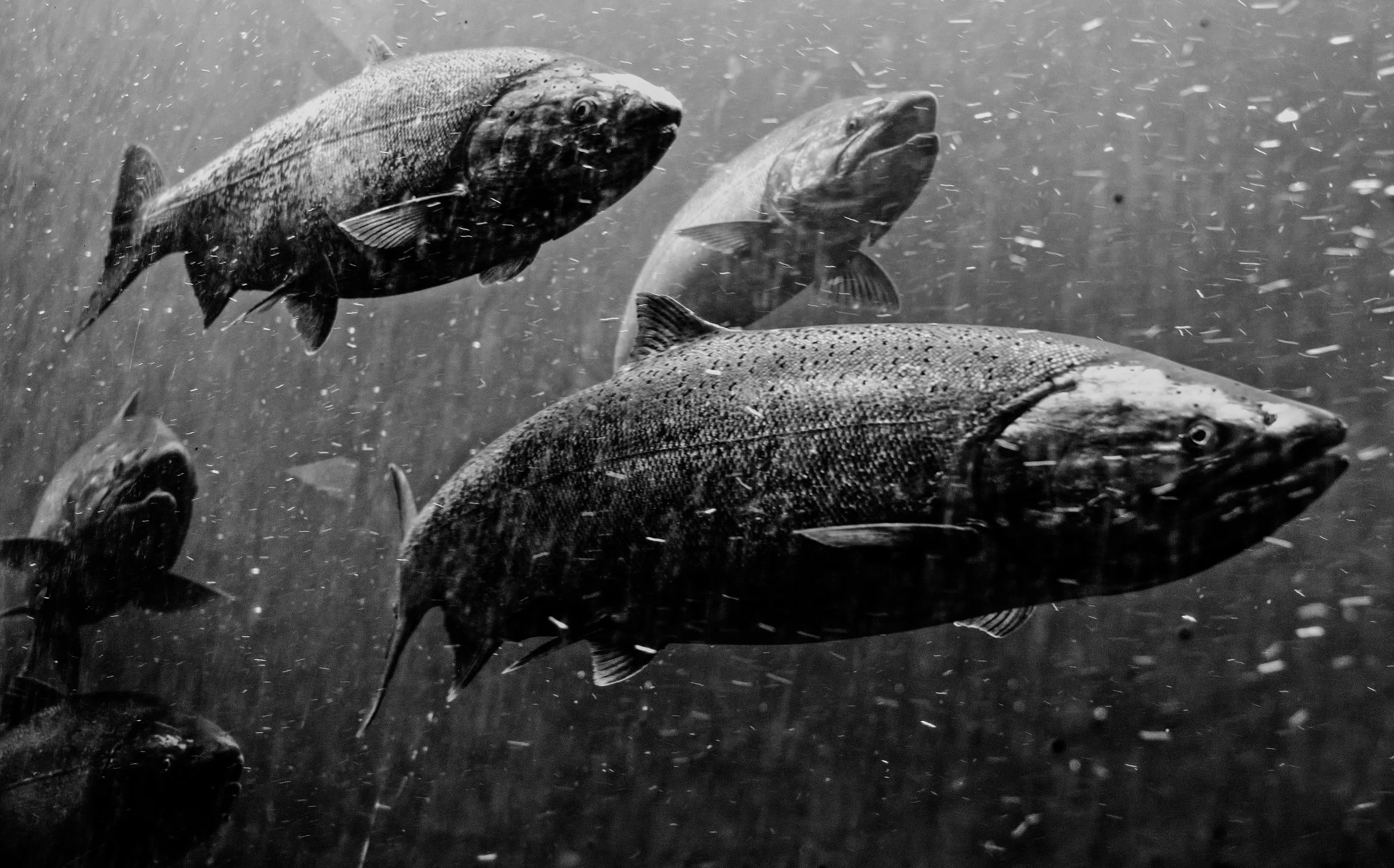 Black and white underwater photo of several large fish swimming, with particles suspended in the water.