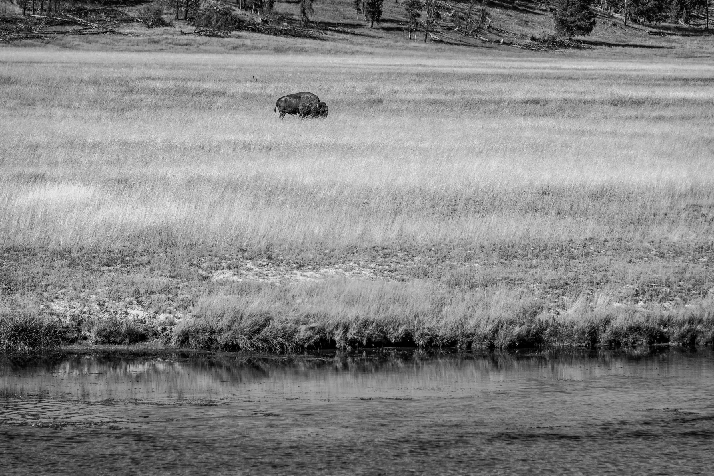 A black-and-white photo of a bison grazing in a grassy field near a body of water with trees and a hillside in the background.